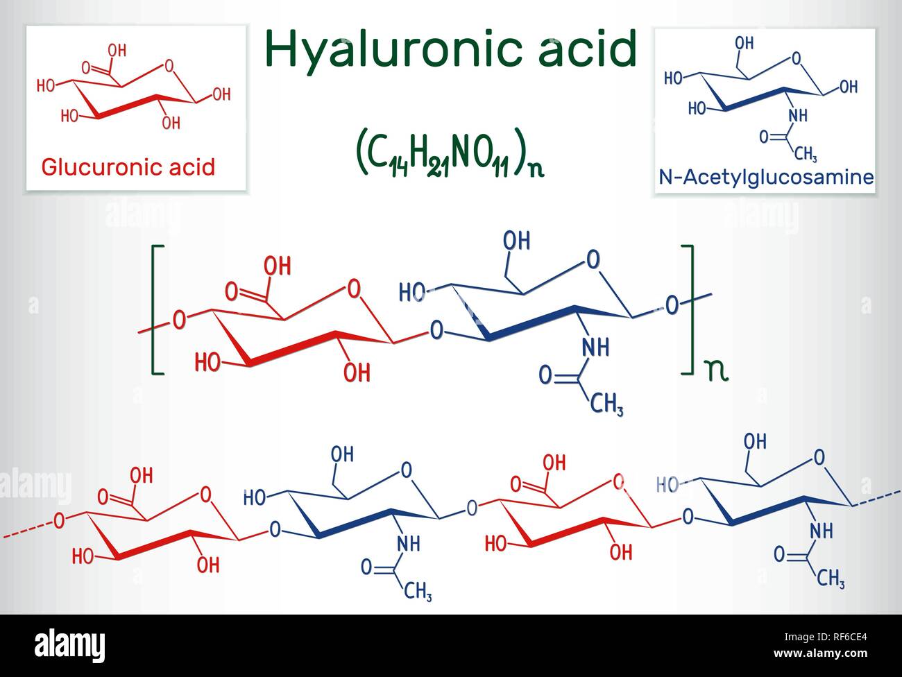 Hyaluronic acid (HA, hyaluronate, hyaluronan ) macromolecule. Hyaluronic acid (HA) is a viscoelastic biomaterial composed, of repeating disaccharide u Stock Vector