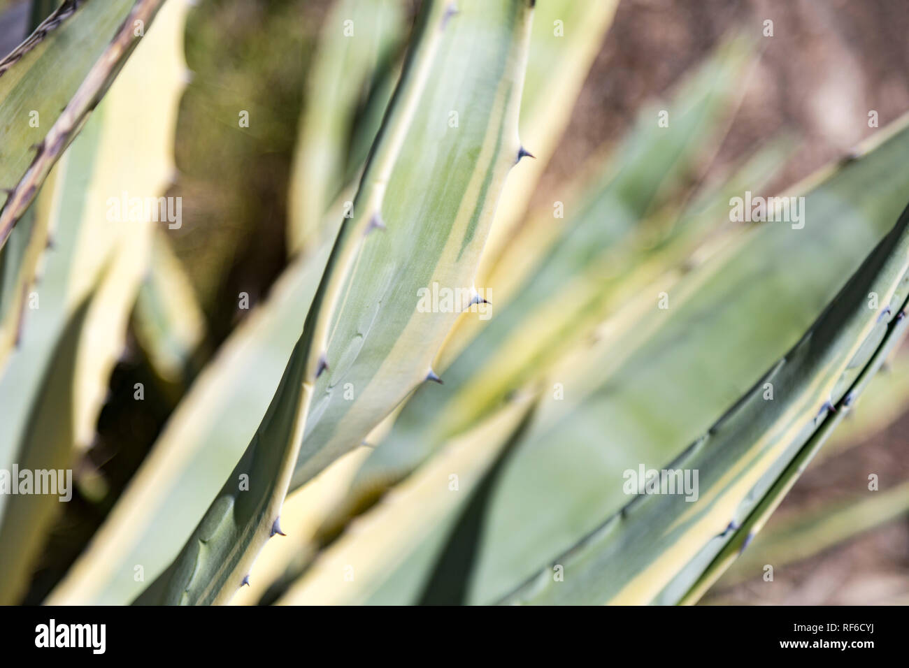 Thorny agave in a garden in Castelnou, South France Stock Photo