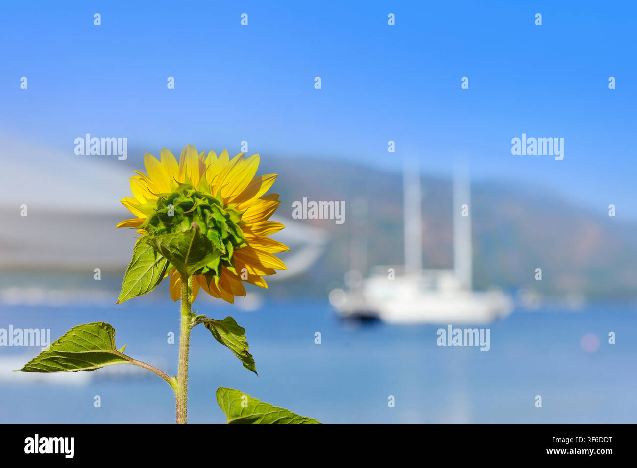 Sunflower facing the sea. Sunflower on a background of sea and boat. The concept of rest. Focus on sunflower Stock Photo