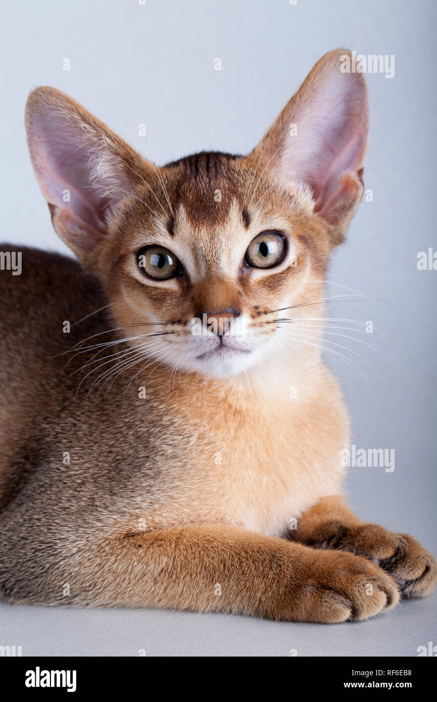 An little abyssinian ruddy cat, kitty on a gray background Stock Photo ...