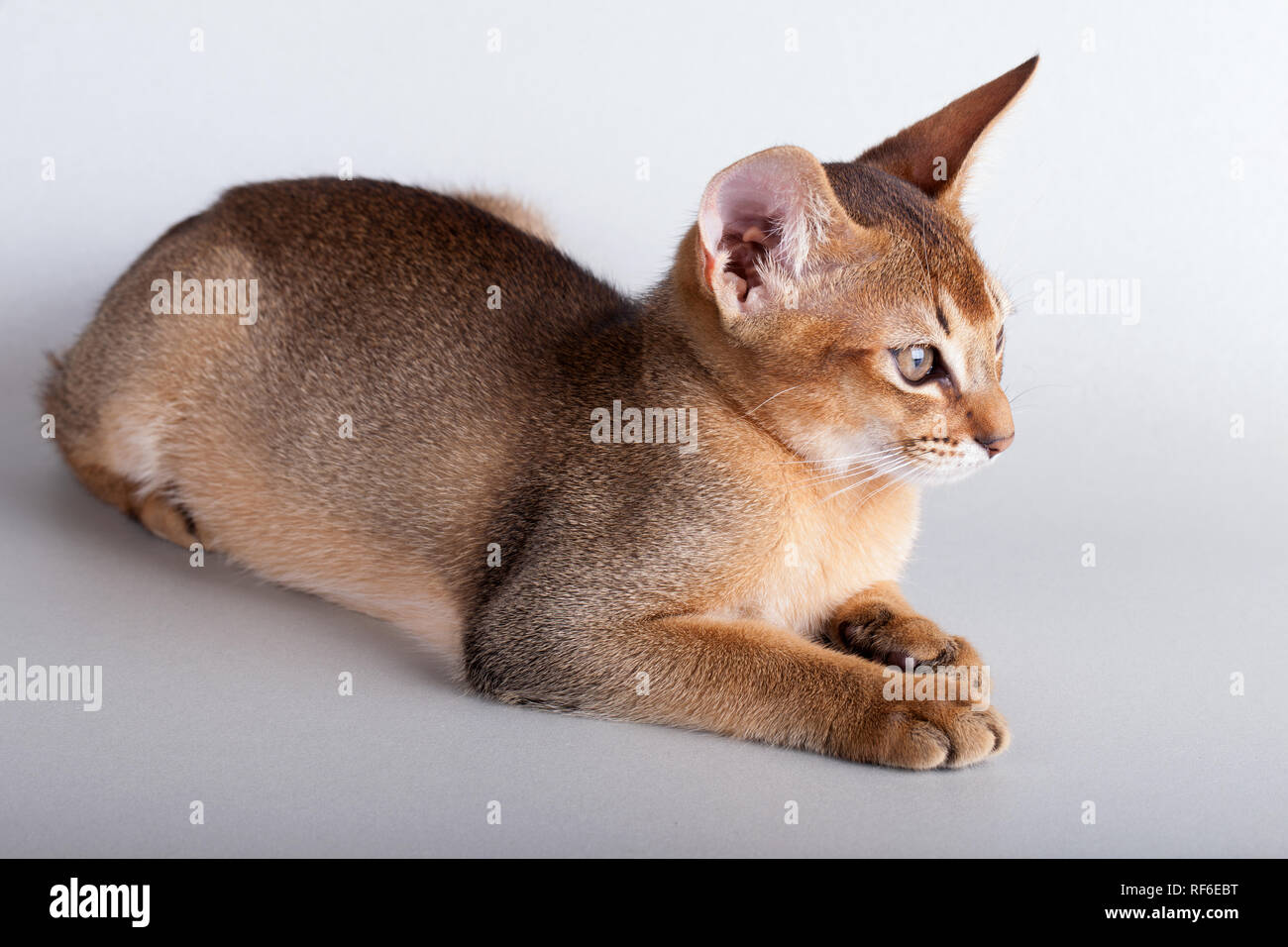 An little abyssinian ruddy cat, kitty on a gray background Stock Photo ...