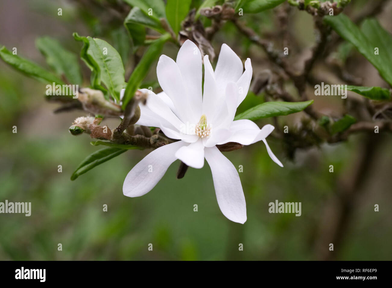 Magnolia stellata 'Waterlily' flower. Stock Photo