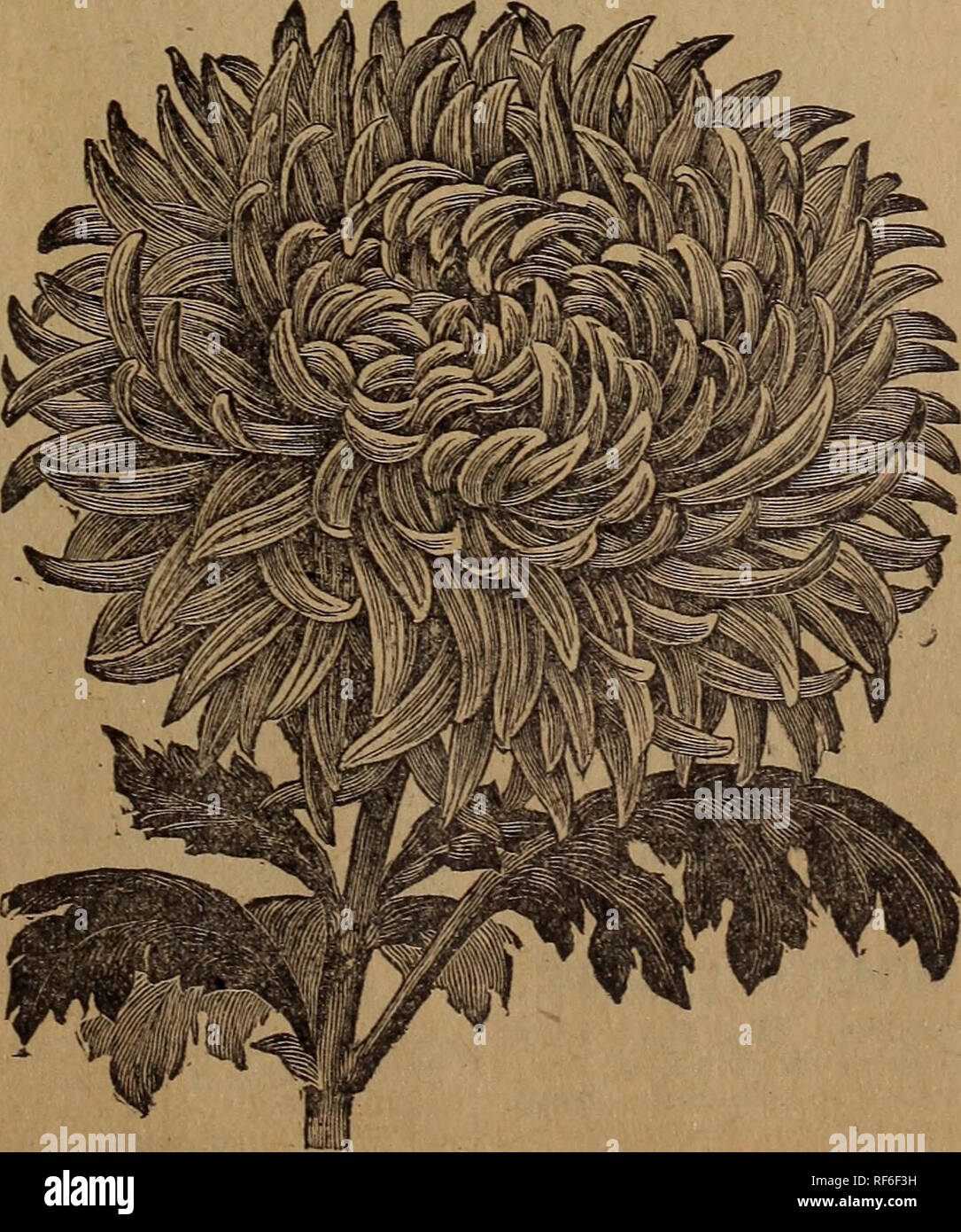 . Floral treasures : 1901. Nursery stock Ohio Catalogs; Roses Catalogs; Flowers Catalogs; Bulbs (Plants) Catalogs. Mrs. John Wanna maker. — White and pink, nicely blended. Minerva.—Immense vellow, fine form. Mrs. W. K. Vanderbilt.—A large flower of purest white. Mrs. E. G. Hill.—Delicate lavender pink, grand. Mermaid.—Very delicate, bright pink. Mistletoe.—Deep silver, flushed crimson. Murillo.—Deep velvety crimson. Mrs. Hicks Arnold.—Deep old gold, rich. Mrs. C. H. Wheeler.—Bright orange, lined deep red. Mrs. Iiangtry.—Snow white, ribbon petals. Mrs. C. E. Coleman.—Red and gold, tipped rose.  Stock Photo