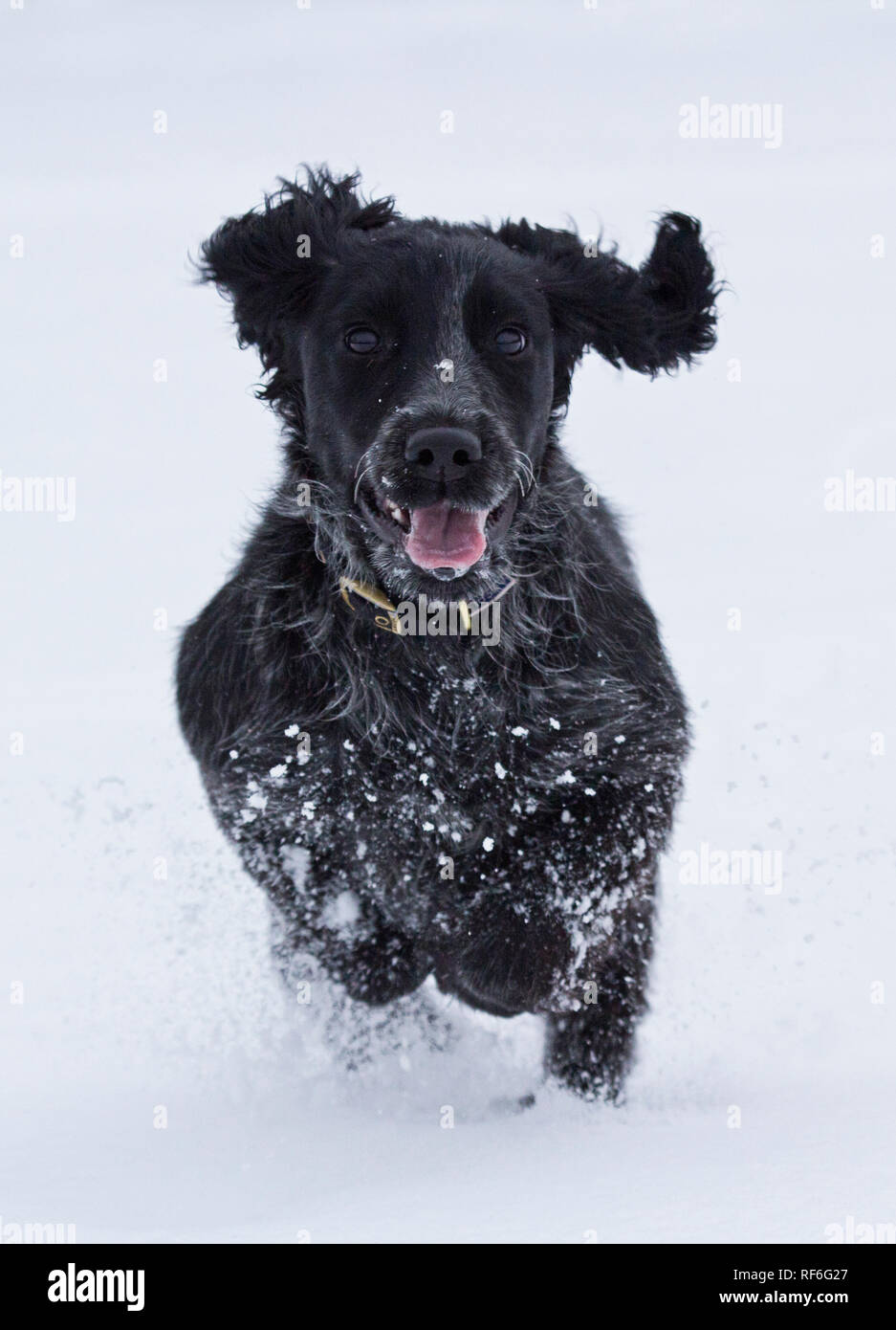 Cocker Spaniel in Snow Stock Photo