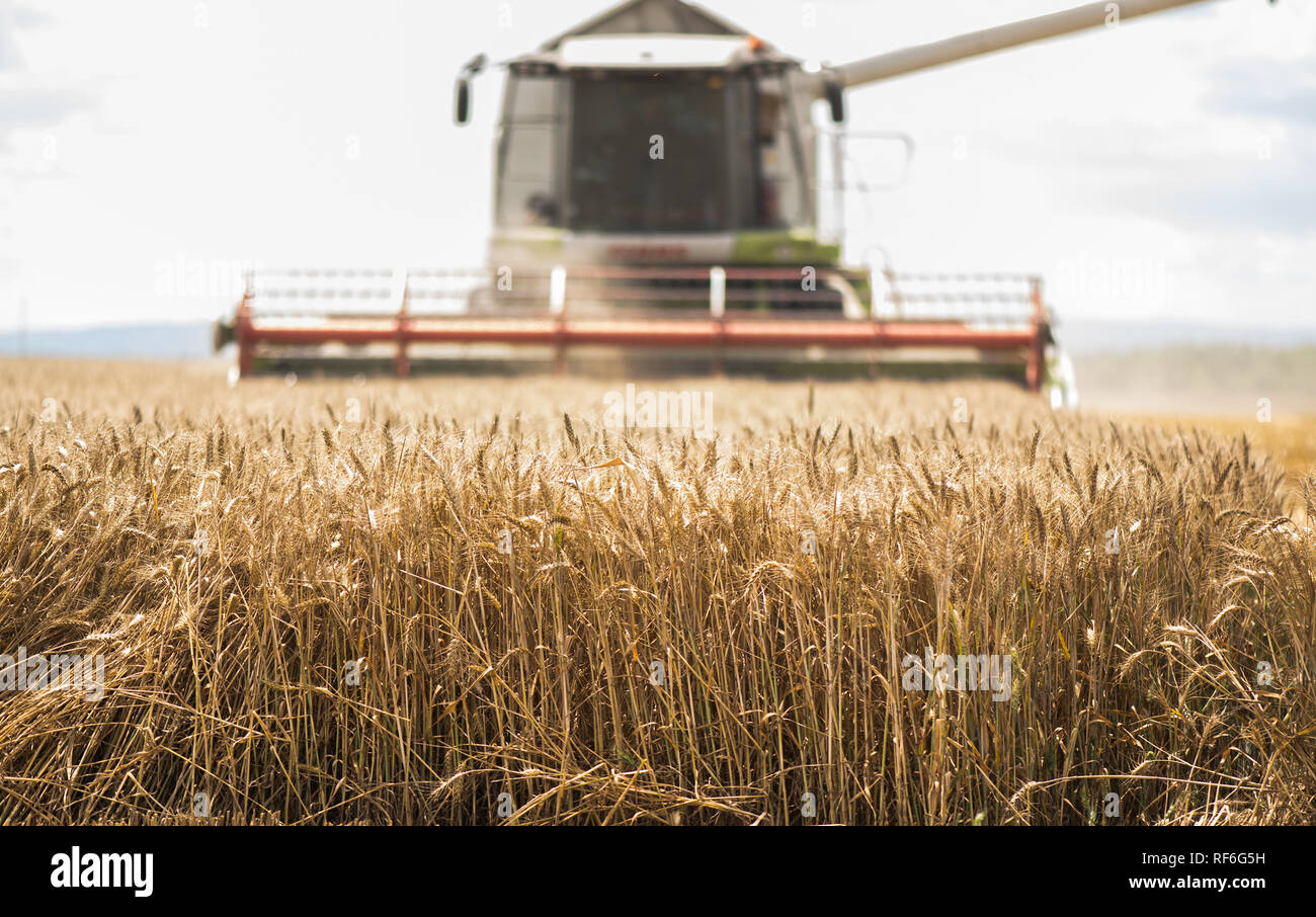 Harvesting of wheat field with combine in early summer Stock Photo - Alamy
