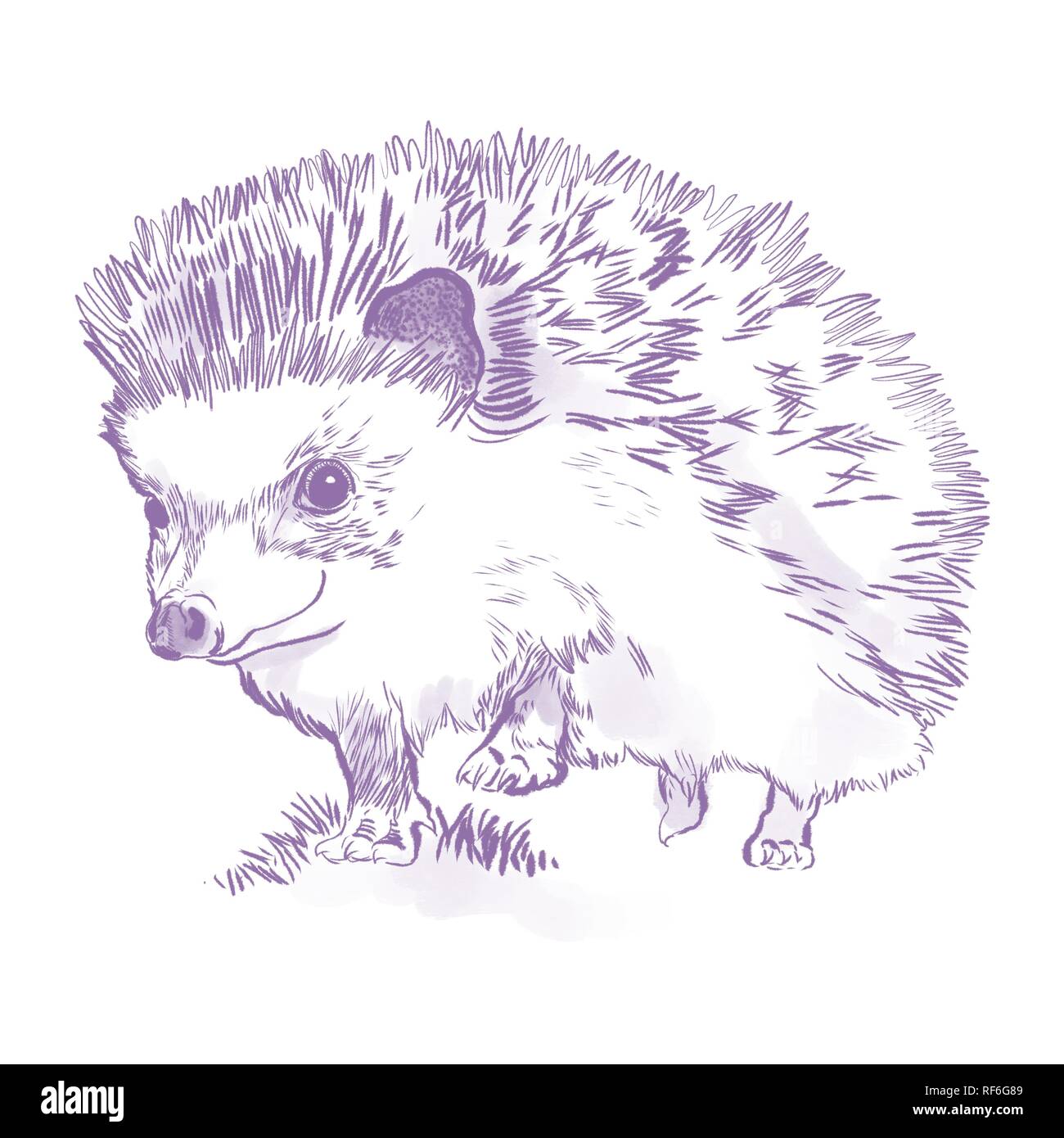 a cute hedgehog drawing Stock Photo Alamy
