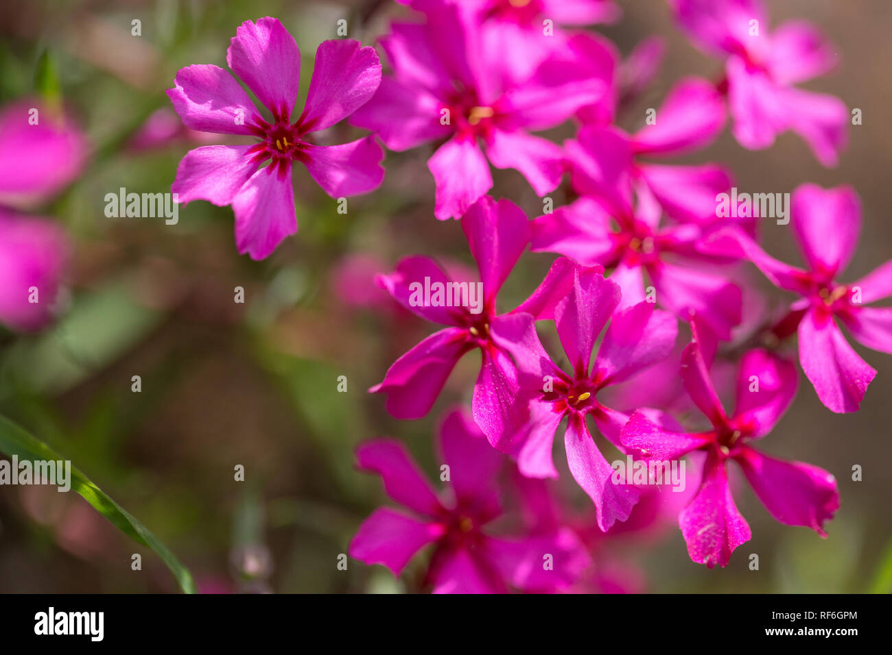 Purple flowers of a styloid phlox in the spring. Siberian country house Stock Photo