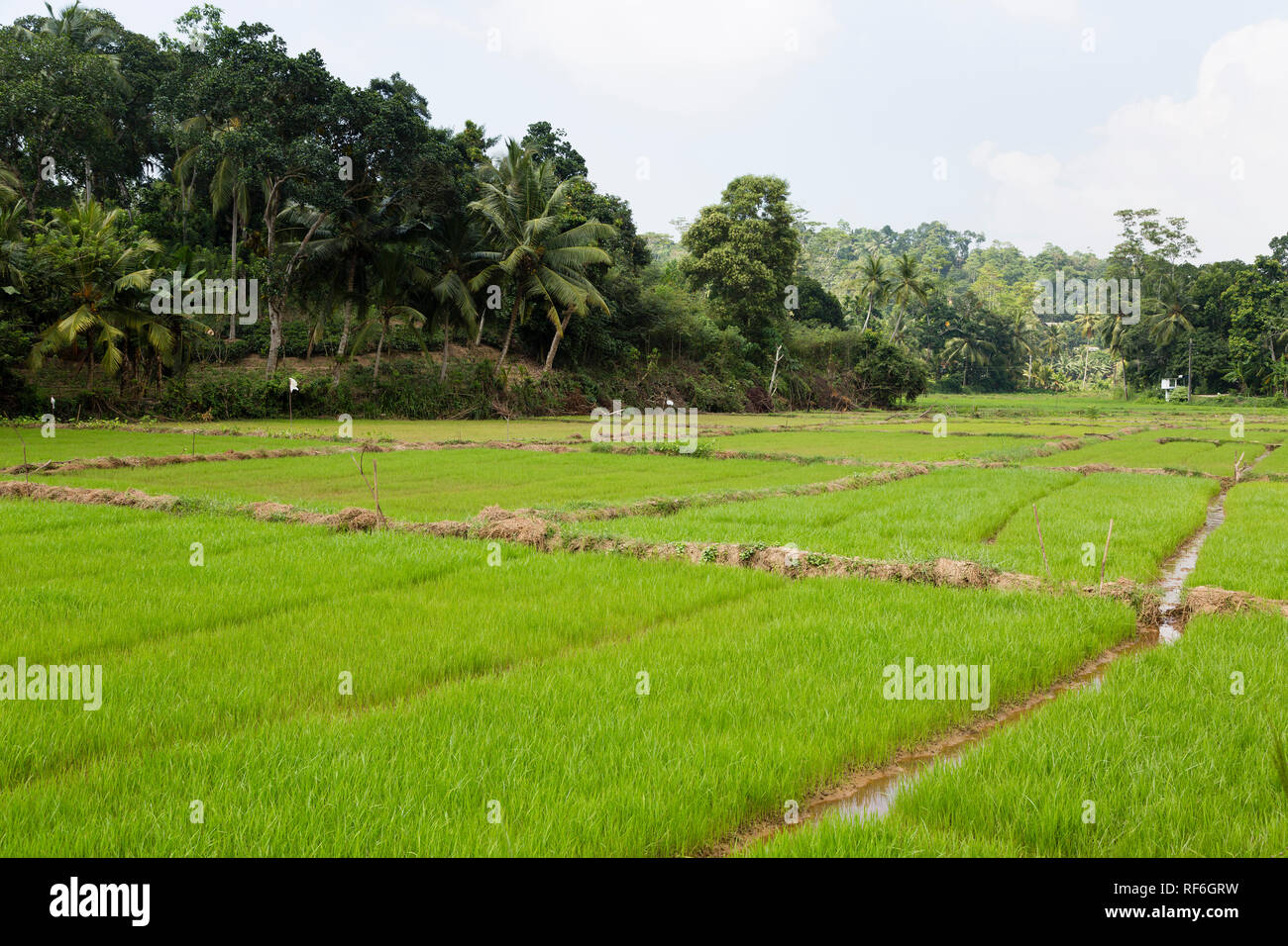 Rice fields near Galle, Sri Lanka Stock Photo Alamy