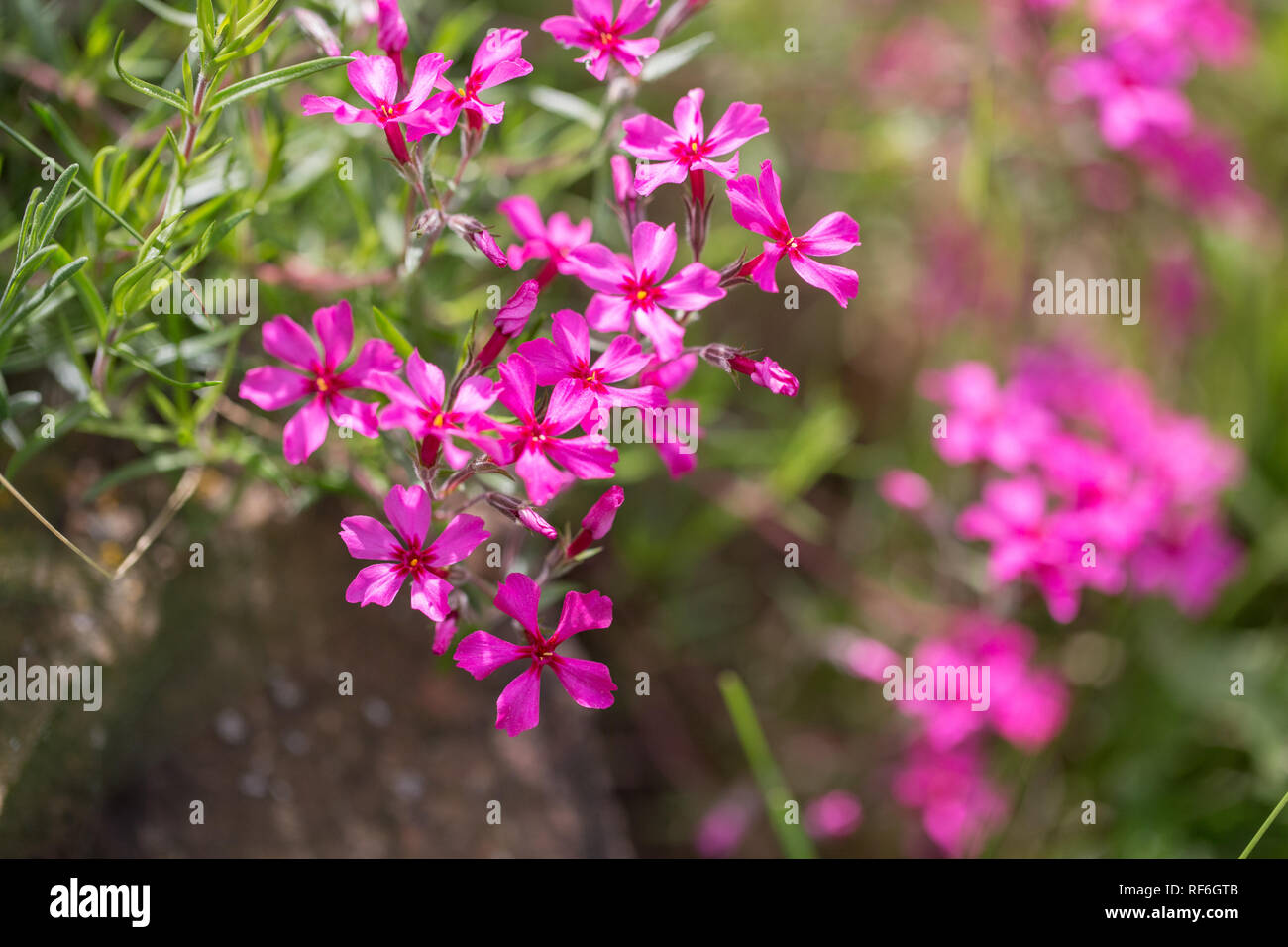 Purple flowers of a styloid phlox in the spring. Siberian country house Stock Photo