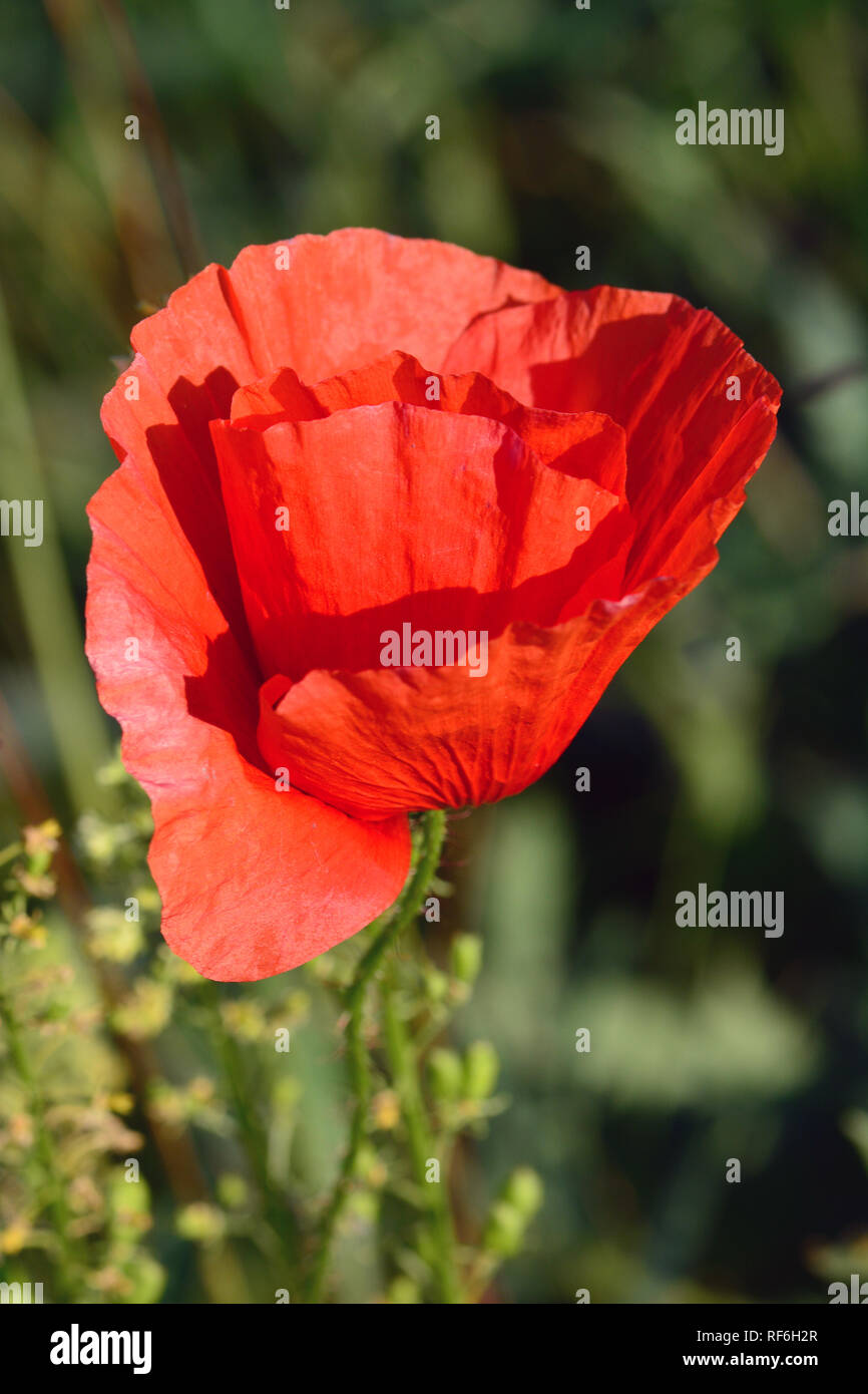 Common Poppy Corn Poppy Corn Rose Field Poppy Flanders Poppy Or Red Poppy Klatschmohn Pipacs Vagy Vadmak Papaver Rhoeas Stock Photo Alamy