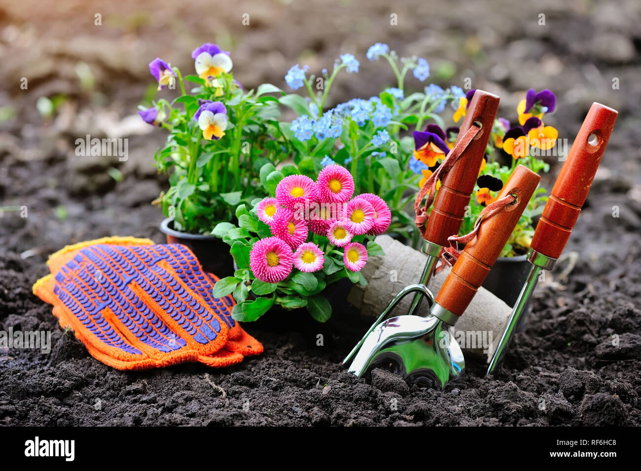 Spring Garden Tools Gardening tools and spring flowers in the garden Stock Photo - Alamy