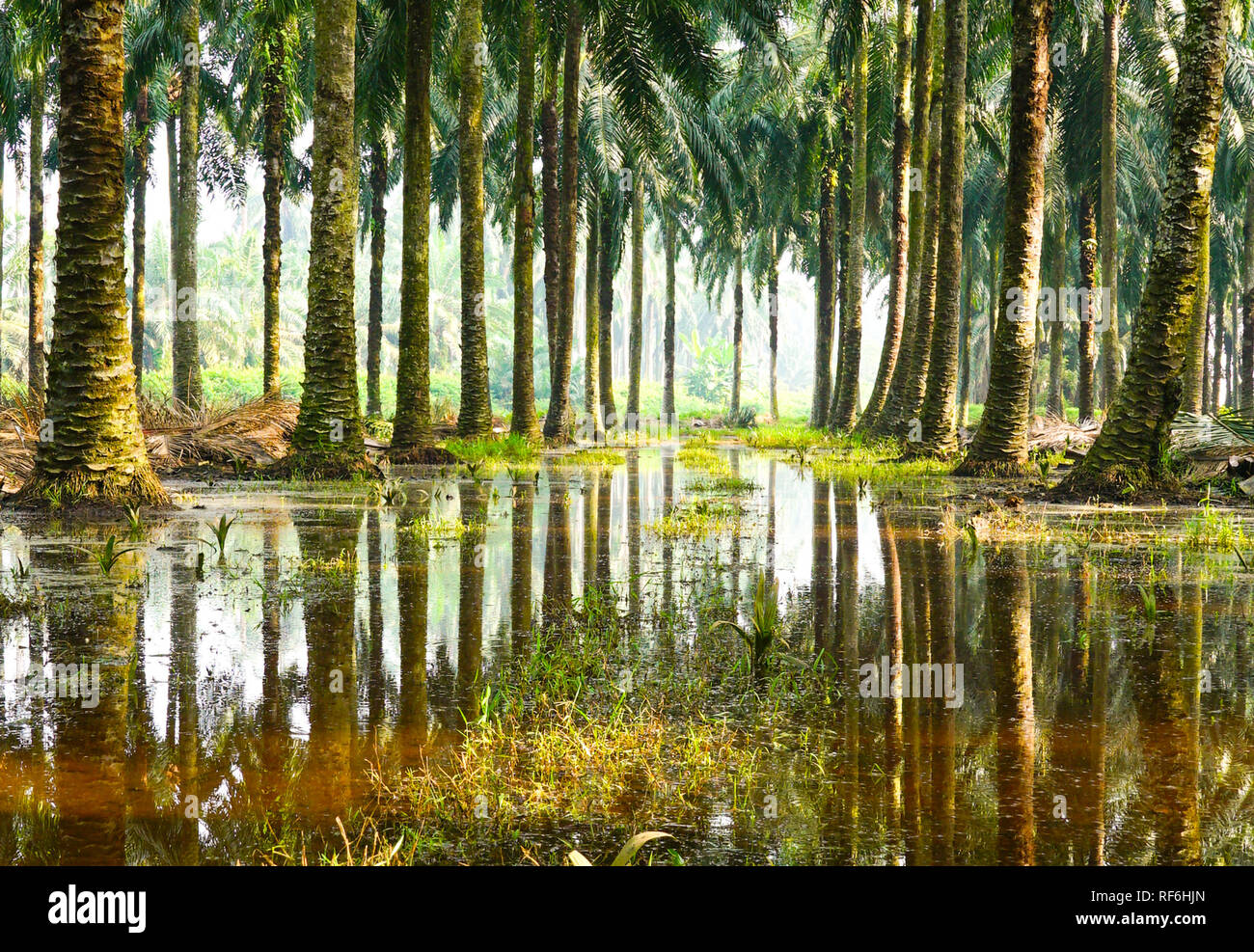 palm-oil-plantation-in-malaysia-stock-photo-alamy