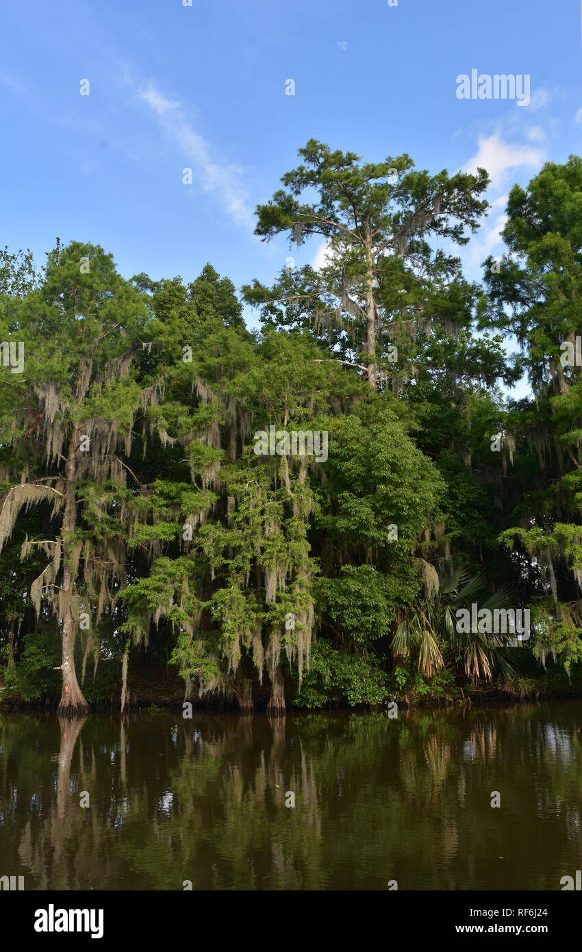 Trees coated in Spanish moss along the swampy rivers of New Orleans