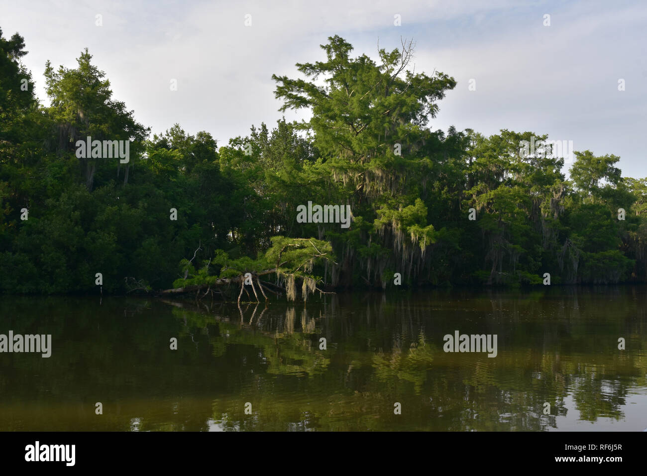 Shadows runing along the shallow riverways of the bayou. Stock Photo
