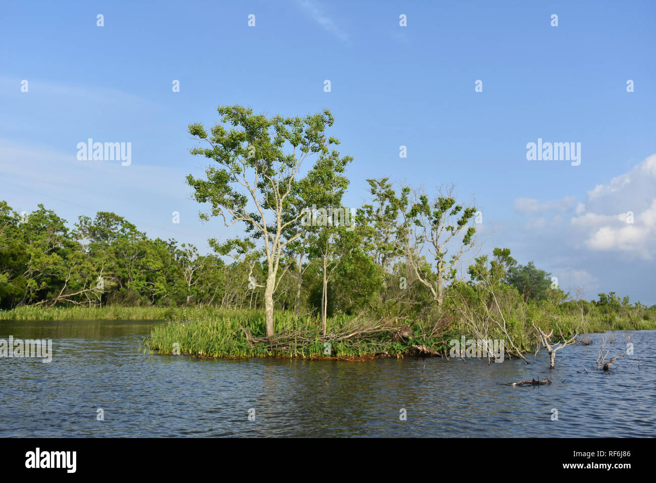 Small island in the riverways of the Louisiana swamp Stock Photo Alamy