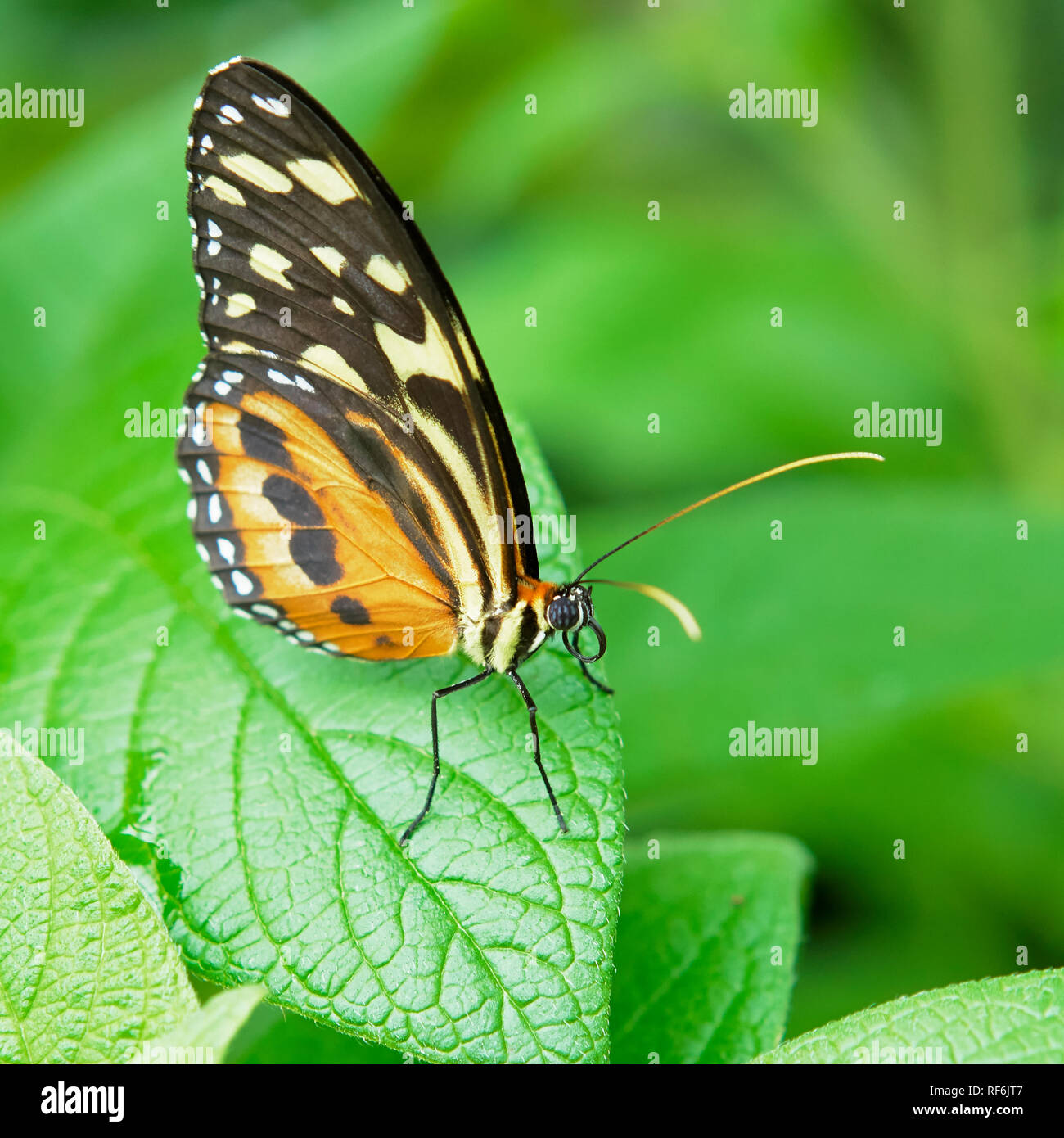 Butterfly exhibition hires stock photography and images Alamy
