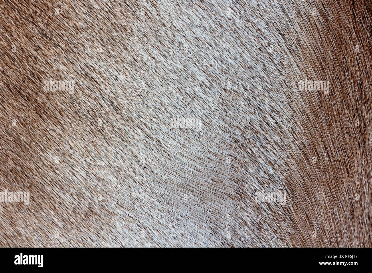 Reindeer fur background texture. Natural material pattern. Stock Photo