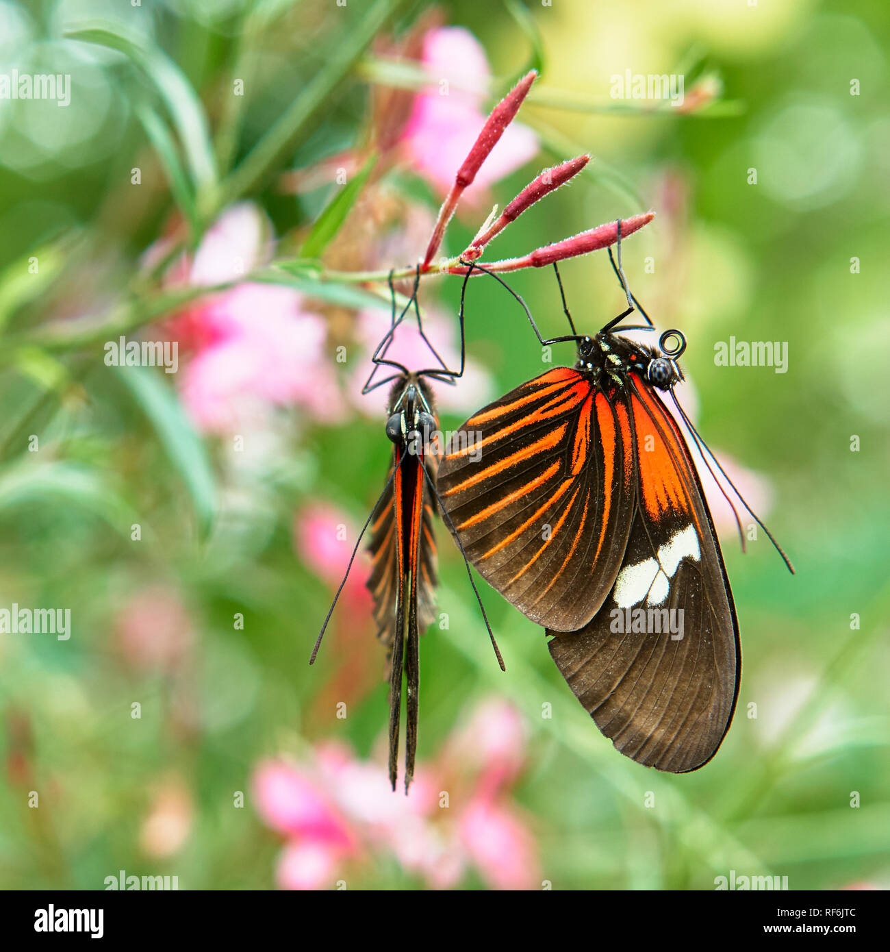 Butterfly exhibition hires stock photography and images Alamy