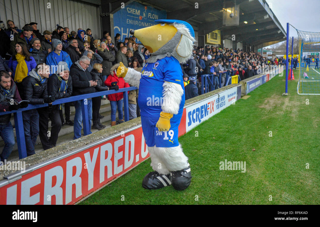 The Wimbledon Womble mascot with the fans before the League One match between  AFC Wimbledon and Barnsley at the Cherry Red Records Stadium . 19 January 2019 Editorial use only. No merchandising. For Football images FA and Premier League restrictions apply inc. no internet/mobile usage without FAPL license - for details contact Football Dataco Stock Photo