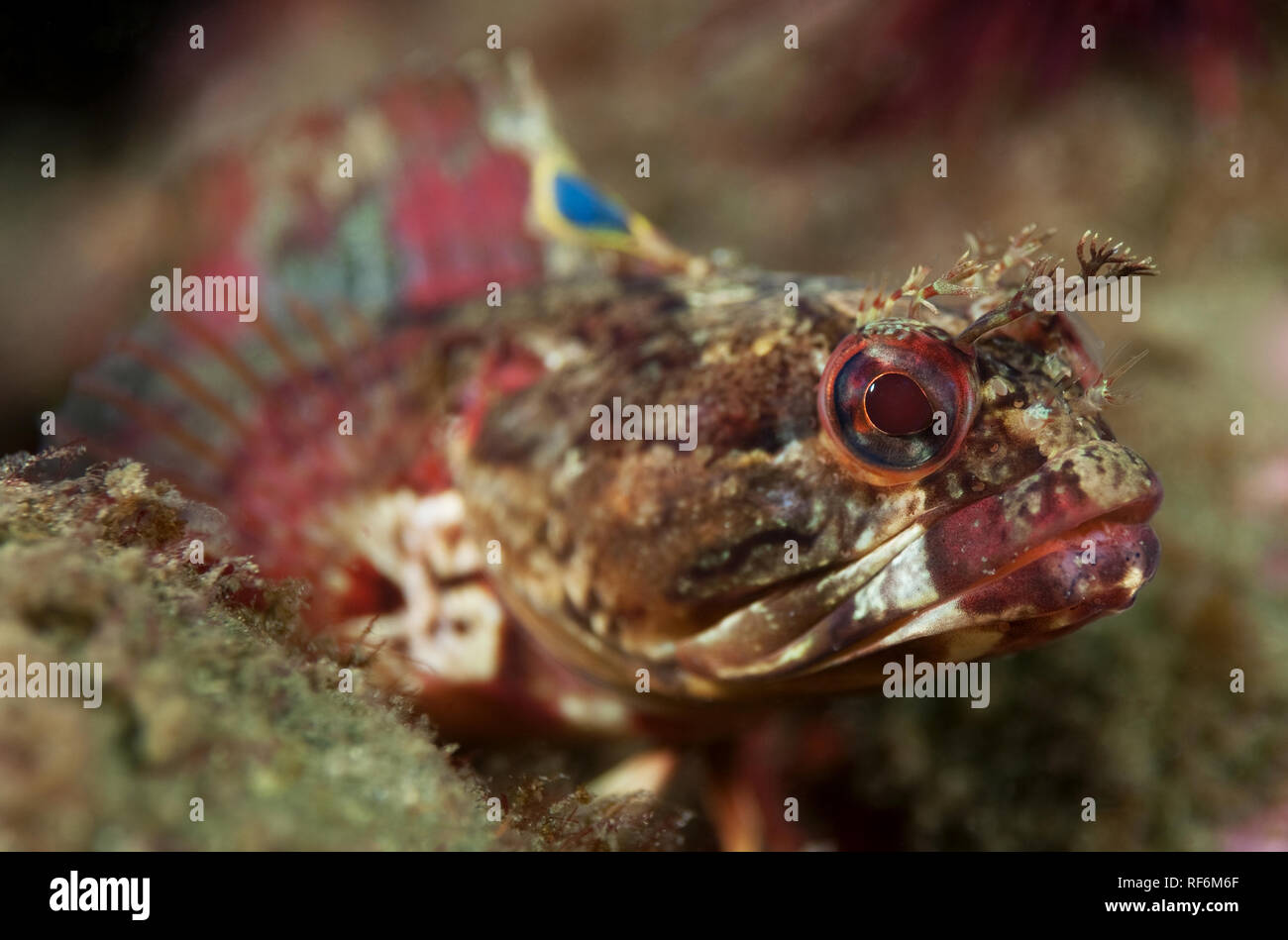 Neoclinus uniotatus, Onespot Fringehead Stock Photo