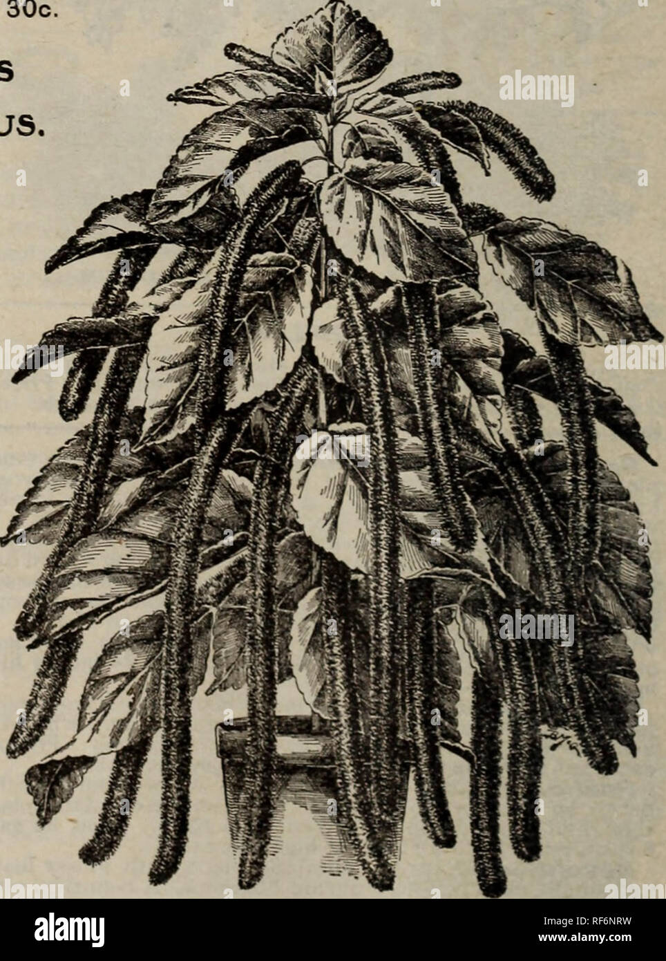 . The Geo. H. Mellen Co. : 1902. Nursery stock Ohio Springfield Catalogs; Bulbs (Plants) Catalogs; Flowers Seeds Catalogs; Plants, Ornamental Catalogs; Vegetables Seeds Catalogs; Fruit Catalogs. ACALTPHA MARGTNATA ACALYPHA MARGINATA. Dark bronze, with rose margined foliage. This variety equals the showiest varieties of Coleus in effect and has besides a decided advantage over any Coleus, namely, to be hardier, and not liable to wilt in the hottest and dryest weather. 15c each; 2 for 25c. ASPARAGUS TE,NUISSIMUS We cannot too highly praise this beautiful plant. If so desired, it can be grown hke Stock Photo