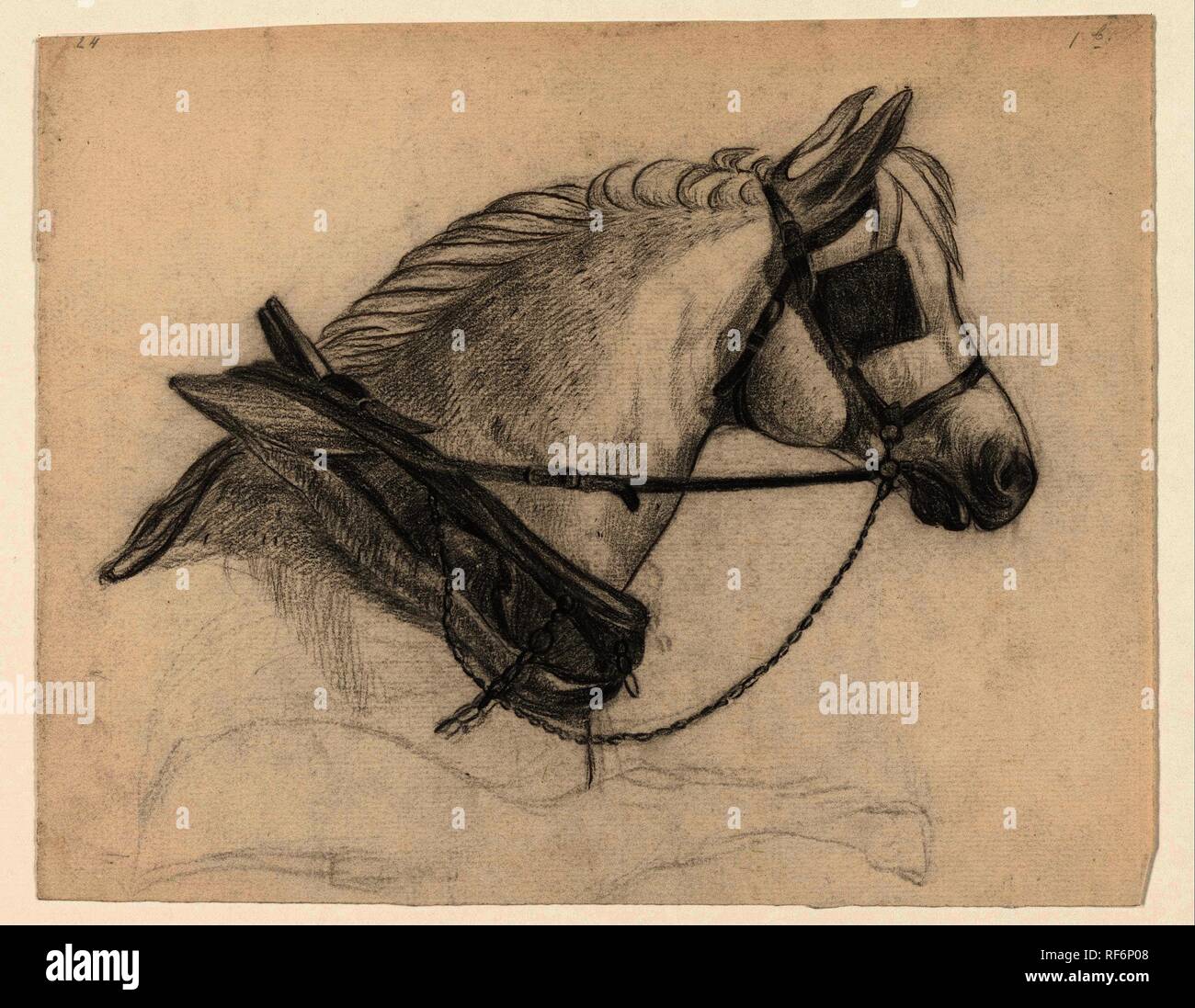 Horse with blinkers hires stock photography and images Alamy