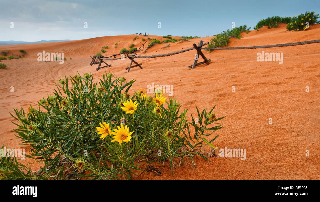 Desert Flowers at Coral Pink Sand Dunes State Park Stock Photo