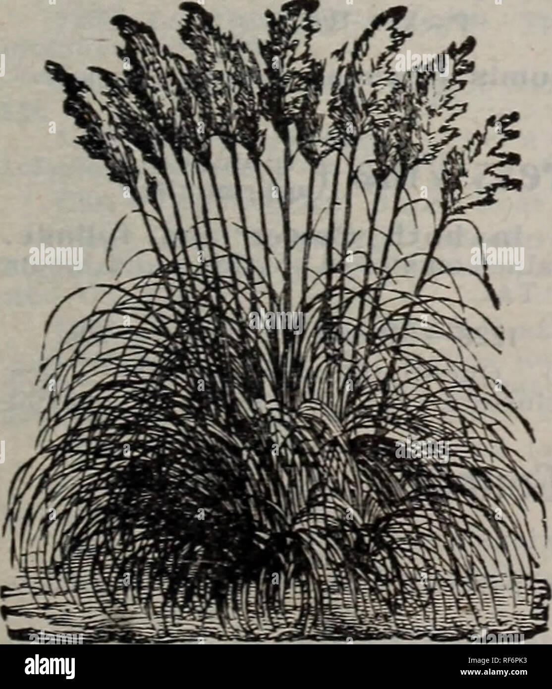 . 1902 catalog : pure &amp; sure seeds. Nursery stock Missouri Catalogs; Seeds Catalogs; Vegetables Seeds Catalogs; Flowers Seeds Catalogs. Yel- ORNAMENTAL GRASSES 1150—Agrostis pulchella. Featherj'; 1 foot. 1152—Avena sterilis (Animated Oats). 2&gt;&lt; feet. 1154—Briza maxima (Quacking Grass). 1156—Briza gracilis (Slender Quacking Grass). 1158—Brizopyrum siculum. Shining green leaves. 1160—Bromus brizaeformis. A hanging grass; 1 foot. 1162—Chrysurus cynosuroides. low spikes; 1 foot. 1164—Coix lachrima (Jobs Tears). 2 feet. 1166 — Eragrostis elegans. Graceful habit; 1 foot. 1168—Eulalia japon Stock Photo