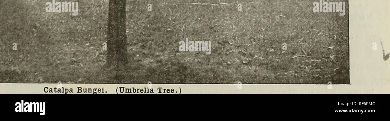 . Descriptive catalogue : ornamental trees, shrubs, vines, evergreens, hardy perennials and fruits. Nursery stock Pennsylvania Catalogs; Nurseries (Horticulture) Pennsylvania Catalogs; Trees Seedlings Catalogs; Ornamental shrubs Catalogs; Flowers Catalogs; Plants, Ornamental Catalogs; Fruit Catalogs. Carya microcarpa. Small-fruited Hickory. (50 to 60 ft.&quot;) The fruit is too small to be of value. The tree grows large, and its timber is valuable. 2 to 3 ft. Seed $ 35 each $2 00 per 10 &quot; olivseformiS. Pecan Nut. (50 to 60 ft.) This needs no description, so well known and valued are the n Stock Photo