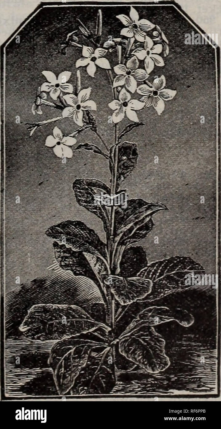 . 1902 catalog : pure &amp; sure seeds. Nursery stock Missouri Catalogs; Seeds Catalogs; Vegetables Seeds Catalogs; Flowers Seeds Catalogs. NICOTIANA (SWEET-SCENTED TOBACCO). HHA. 888 - affinis. (See illustration.) Sweet scented, pure white, star-ihaped flowers. Blooms continually. 2 to 3 feet. 890—Giant-flowered red. Foliage is luxuriant, and tropical in appear- ance. About 5 feet in height. Blooms early. 892—colossea. Immense leaves, at first rose and violet, afterward changing to deep green with red veins. A fine foliage plant. 8 to 10 feet. 896 — Oenothera, finest mixed. (Evening Primrose. Stock Photo