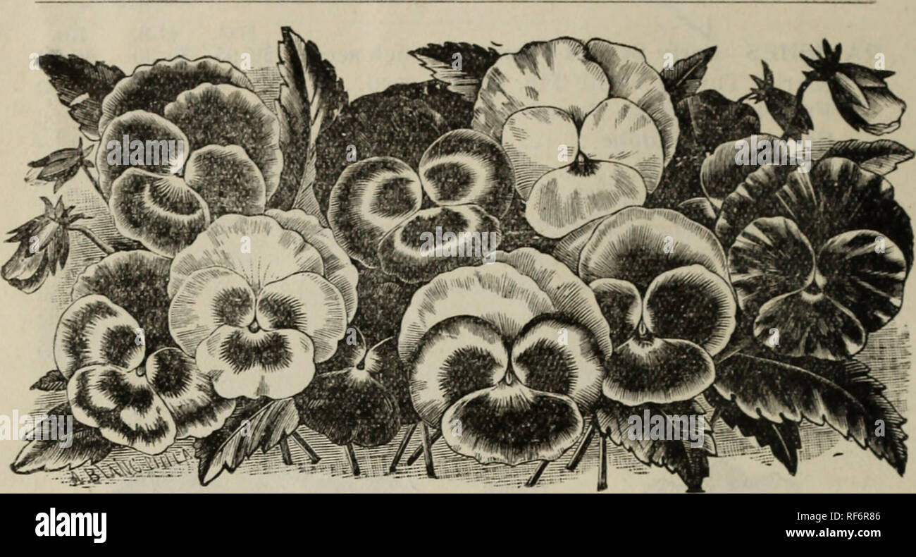 Market Gardeners Price List And Farm And Field Seed Annual Garden Flower Field And Grass Seed