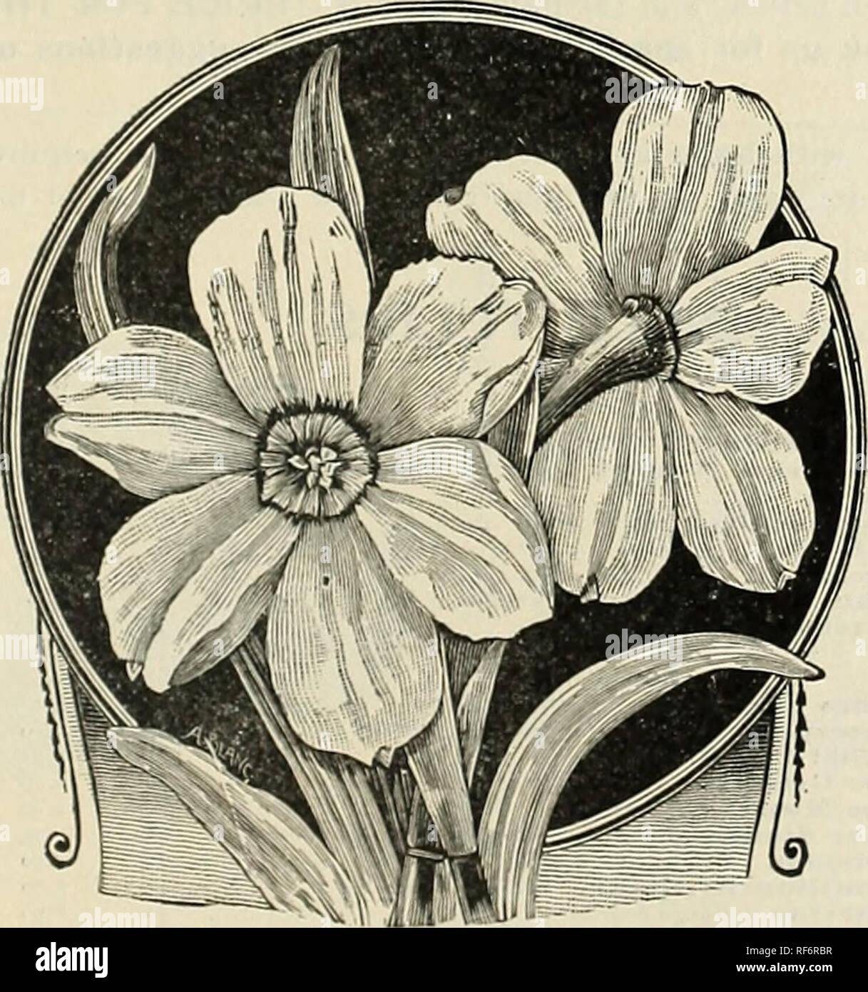 . Michell's bulbs, seeds, plants, etc. : autumn guide 1902. Nursery stock Pennsylvania Philadelphia Catalogs; Flowers Seeds Catalogs; Bulbs (Plants) Catalogs; Gardening Equipment and supplies Catalogs. llllilif HorsGeldi Bicolor Narcissus, UorMllcldl Bicolor. Very large, perianth white, trumpet golden yellow ; the finest of all. Each, lo cts.; per doz., 80 cts : per 100, 55 50. Stella Iiieomparabllls. Vhite star-shaped flower, wiih distinct yellow trumpet. 3 cts. each ; per doz.. I'o cts.; per 100, $1 25. Trumpet Major. 1 he lar^^e yellow favorite. Each, 4 cts ; per doz., 25 cts ; per 100,51. Stock Photo