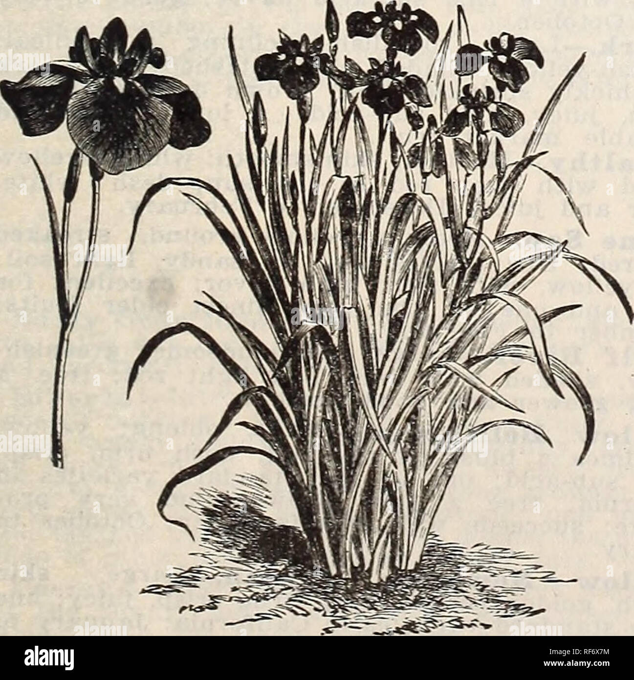 . Annual catalogue no. 19 : for the season 1902. Nursery stock Oregon Portland Catalogs; Vegetables Seeds Catalogs; Grasses Seeds Catalogs; Flowers Seeds Catalogs; Plants, Ornamental Catalogs; Gardening Equipment and supplies Catalogs. LiLruM Atjrattjm. Water Eily. (Nymphea white. 25c. ea. odorata). postpaid.. New Large=Flowered Japan Iris. (IRIS KiEMPFERI). Irises are of easy culture,requiring very little attention after once being planted. The) do best in a light, rich, sandy soil, and in a sunny situation. Good drainage ^s very important. Some of them send up 10 or 12 flower spikes 3 feet h Stock Photo