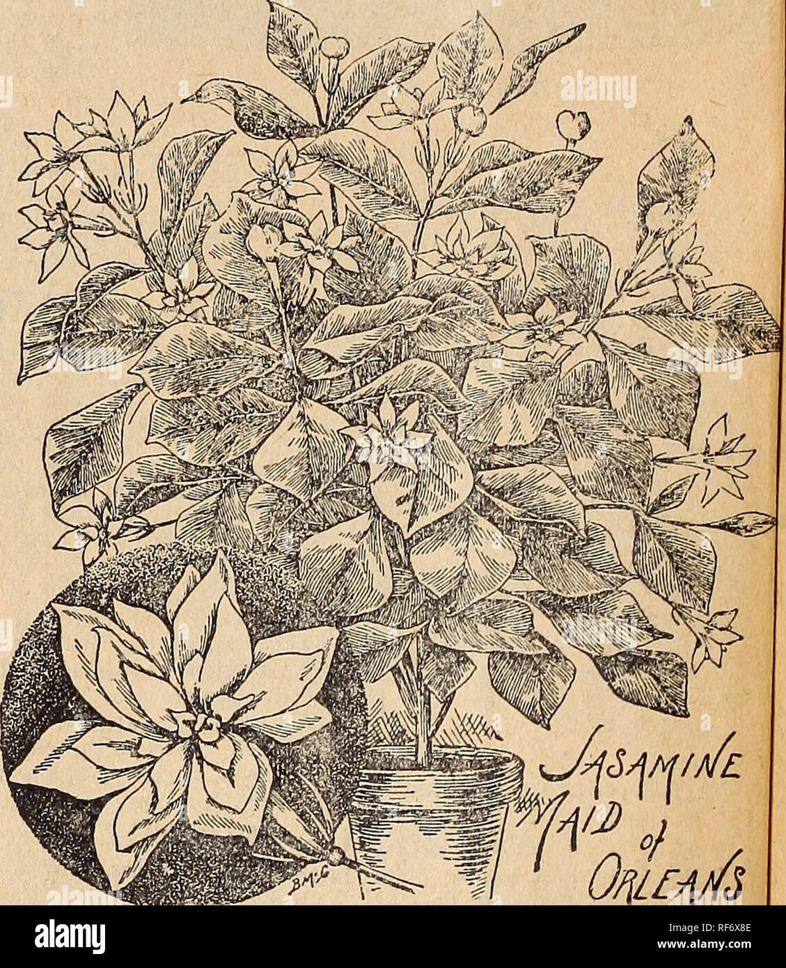 . I.N. Kramer &amp; Son, seedsmen and florists. Nursery stock Iowa Cedar Rapids Catalogs; Vegetables Seeds Catalogs; Flowers Seeds Catalogs; Gardening Equipment and supplies Catalogs. IjOUISE EBDODY BEGONIA.. umM Mm Laniana.... Please note that these images are extracted from scanned page images that may have been digitally enhanced for readability - coloration and appearance of these illustrations may not perfectly resemble the original work.. I. N. Kramer &amp; Son; Henry G. Gilbert Nursery and Seed Trade Catalog Collection. Cedar Rapids, Iowa : I. N. Kramer &amp; Son Stock Photo