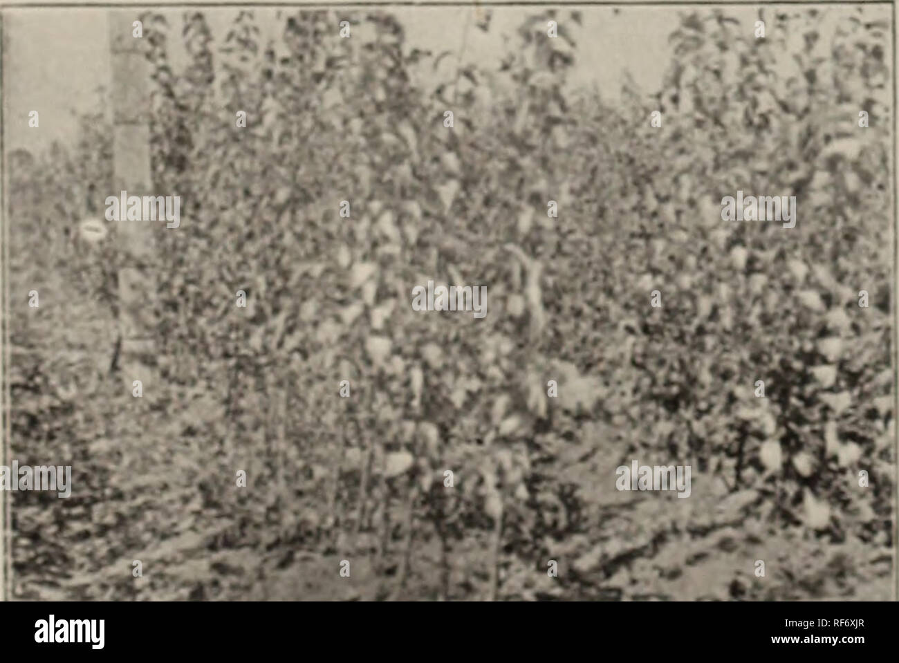 . Catalogue. Nursery stock Michigan Catalogs; Fruit trees Seedlings