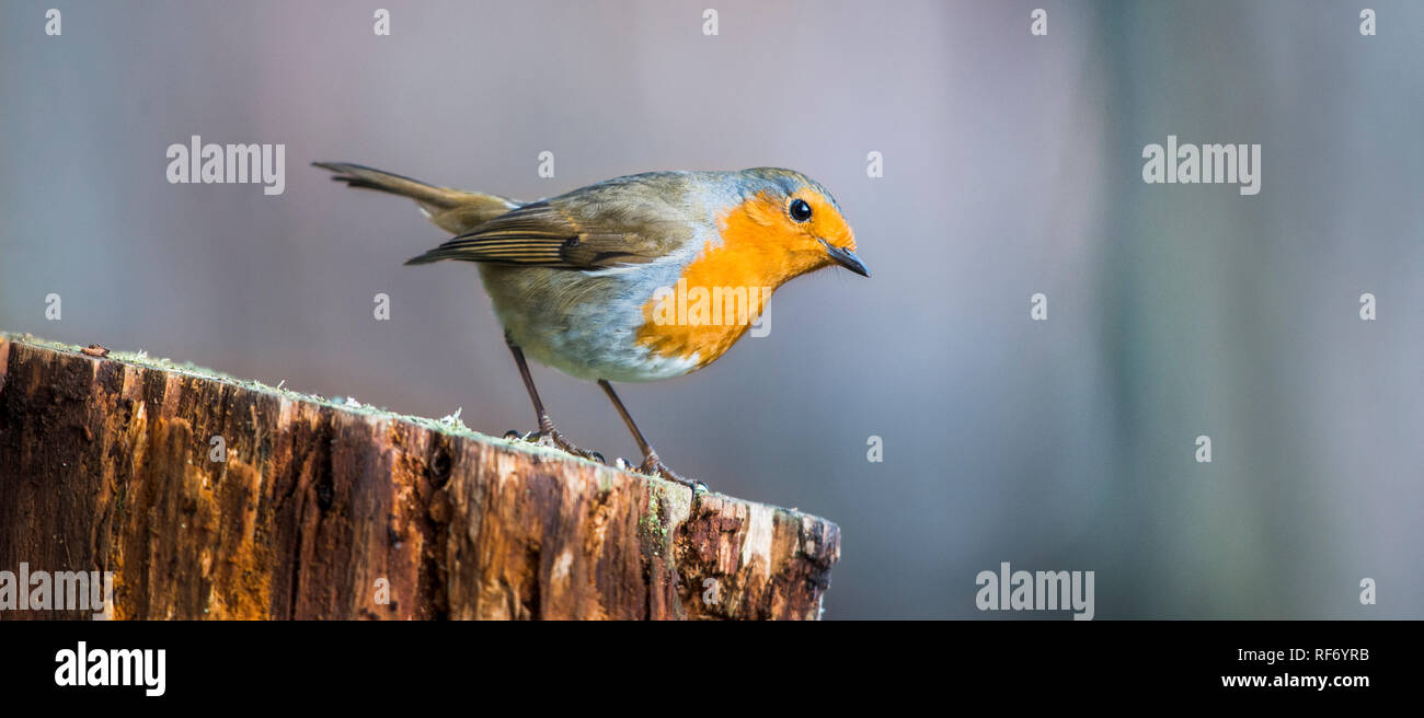 Portrait of a common garden Robin redbreast perched on a tree stump in woodland with blurred background Stock Photo