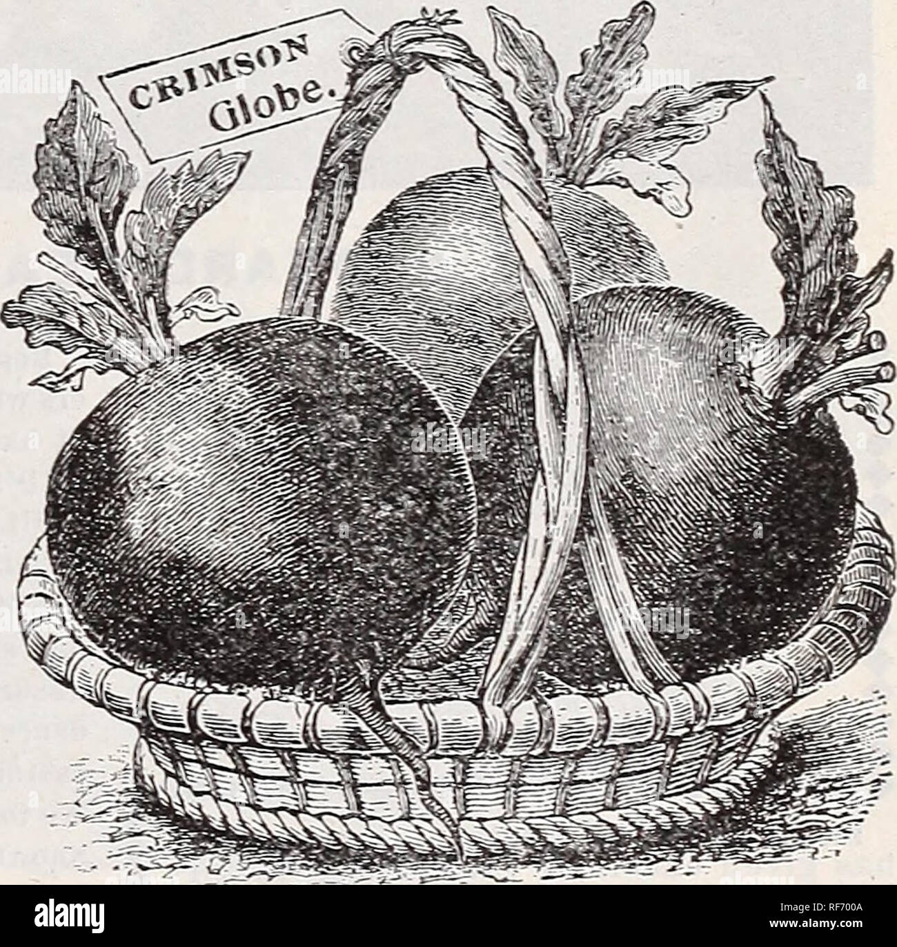 . Leonard's market gardeners' catalogue : season 1902. Nursery stock Illinois Chicago Catalogs; Vegetables Seeds Catalogs; Gardening Equipment and supplies Catalogs. Leonard's Ex. Early Egyptian. BEETS. TABLE VARIETIES. LEONARD'S EXTRA EARLY EGYPTLiX. This is the earliest and best bunching beet for market gardeners. Our strain produces the first early beets on the Chicag-o market. Thick, smooth, and very deep red. Good size, sweet and tender. Oz.. 10c.: }i lb., loc; lb., 50c. Crosby's Egyptian. A few days later than the Leonard's strain. A very desirable sort for early market. Of finer quality Stock Photo
