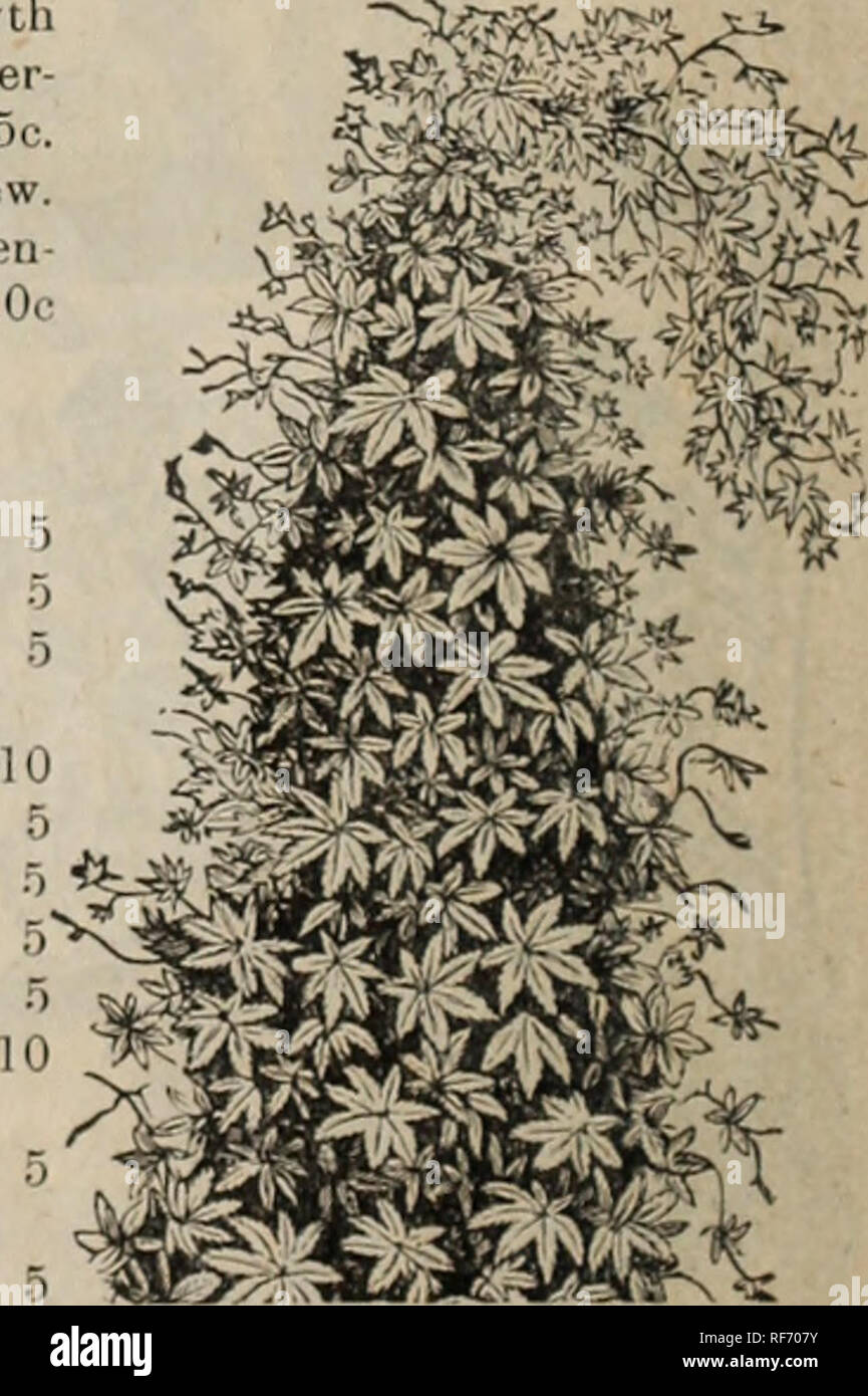 . 1902 catalogue of high grade seeds, plants, bulbs, etc.. Nursery stock Ontario Catalogs; Vegetables Seeds Catalogs; Bulbs (Plants) Catalogs; Flowers Seeds Catalogs; Plants, Ornamental Catalogs. DRACAENA INDIVISA pkt. Very fragrant ; prized in the flower garden or the conservatory. H.H.P. Mixed 1q HIBISCUS AFRICANUS, Maish Mallow—H. H. A. Cream coloured flowers 5 Helipterum, Sandfordii—Is a H.H.A., producing large globular clusters of bright golden yellow flowers. &quot;Everlasting&quot; 10 HELICHRYSUn—Handsome H. H. A. Besides being among the best for winter bouquets, they do well for beddin Stock Photo