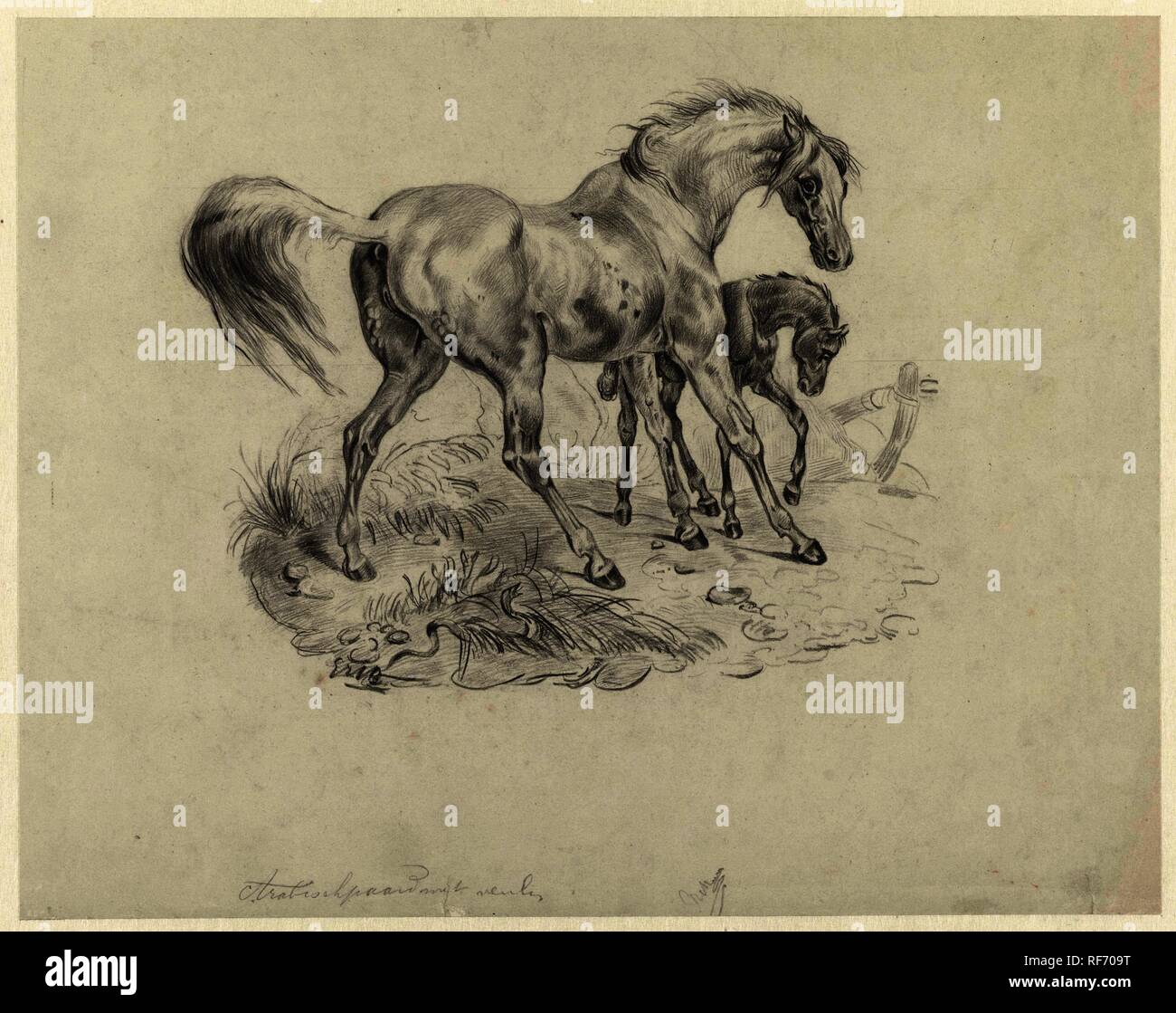 Arabian horse with foal. Artist: Schmidt (graveur). Draughtsman: George Hendrik Breitner. Dating: 1867 - 1923. Measurements: h 298 mm × w 378 mm. Museum: Rijksmuseum, Amsterdam. Stock Photo