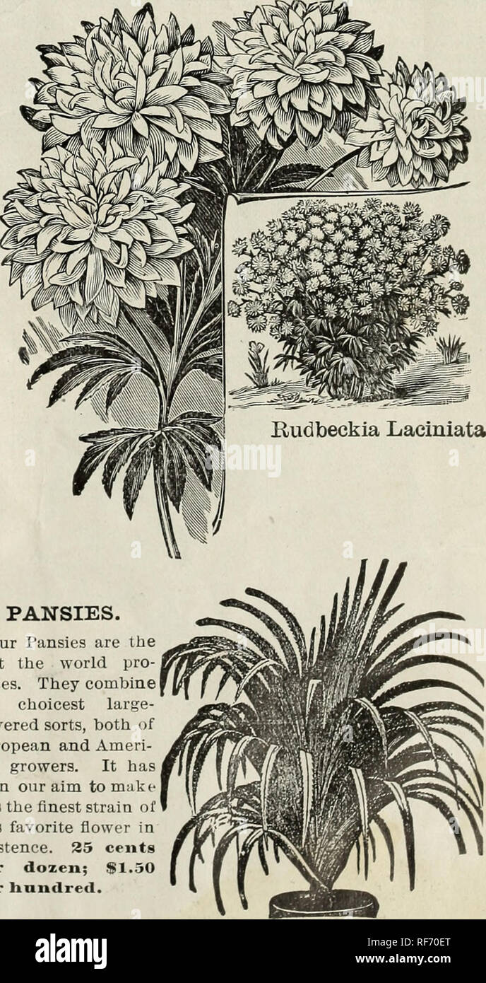 . 1902 trade list. Nursery stock Ohio Catalogs; Plants, Ornamental Catalogs; Roses Catalogs; Flowers Catalogs; Bulbs (Plants) Catalogs. New liabv Primrose. Pansy Bloom. RUDBECKIA LACINIATA, &lt;'Golden Glow.&quot; A hardy perennial plant growing eight feet high, branching freely, and bearing by the hundreds, on long, graceful stems, exquisite double blossoms of the brightest golden color, and as large as Cactus Dahlias. 40 cents per dozen; $3.00 per liundred.. PANSIES. Our Pansies are the best the world pro- duces. They combine the choicest large- flowered sorts, both of European and Ameri- ca Stock Photo