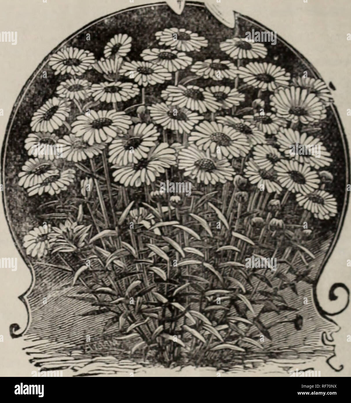 . 1902 trade list. Nursery stock Ohio Catalogs; Plants, Ornamental Catalogs; Roses Catalogs; Flowers Catalogs; Bulbs (Plants) Catalogs. Marguerite Daisies. Marguerite Daisy, Madame Gallbert.âThisis one of the finest new plants that has ever b. en intrcnluced. Nothing can be imagineil that is finer. .Ml know the old varieties of I'aris Daisies, how beautiful annis constantly, and will proc. It is certainly a charming plant. The cut-flower stores in the cities iiÂ«e them by the hundreds of thousand!&quot;. IUooiik t'roin November to .lune. Very desirable. 50 cents per dozrii; 83.OO per hundred.  Stock Photo