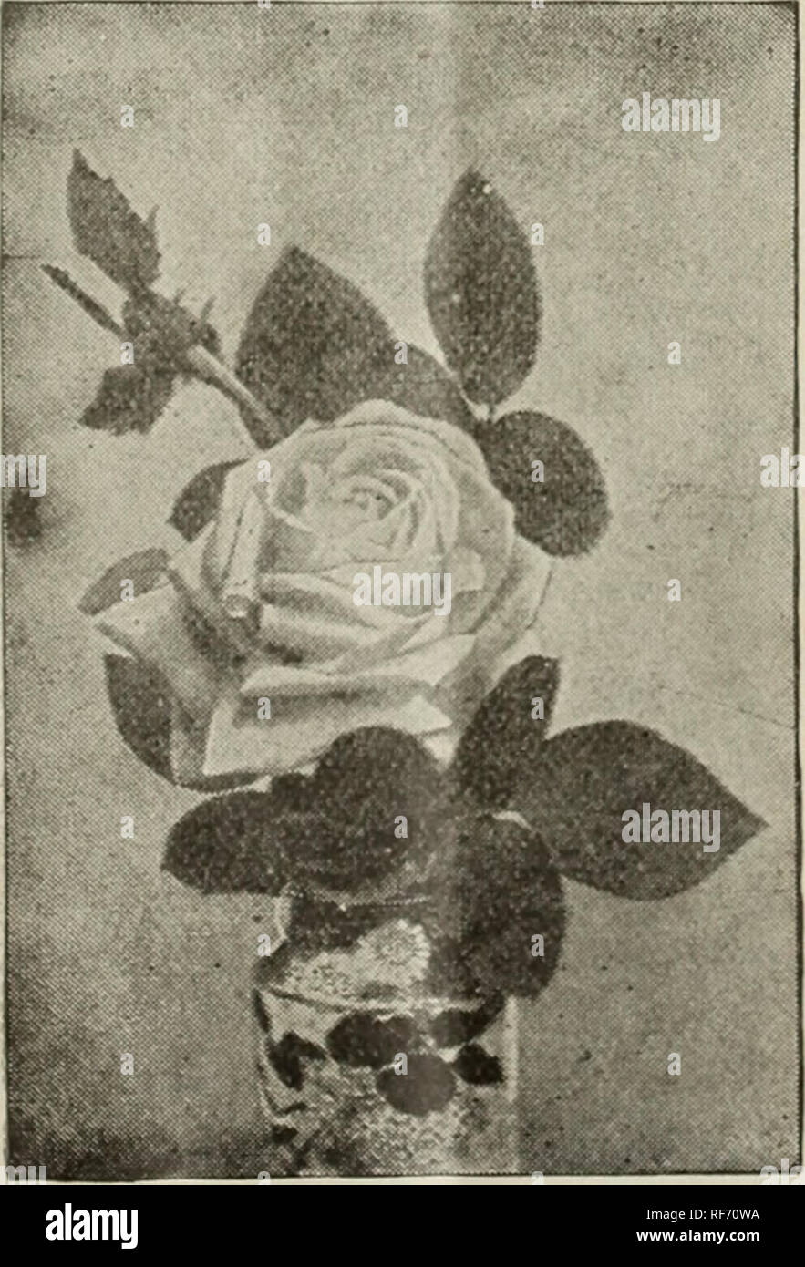 . 1902 trade list. Nursery stock Ohio Catalogs; Plants, Ornamental Catalogs; Roses Catalogs; Flowers Catalogs; Bulbs (Plants) Catalogs. SAFRANO. A bright apricot yellow, clianiring to orange fawn. Very much esteemed. 50 cents per dozen; $3.00 per bandred. SOMBREUIL. Beautiful white, tingeil with delicate rose. A very strong- growing border rose, an oi(i-time favorite. 50 cents per clozen; $3.00 per liiiiidred^ SOUVENIR D'UN AMI. . fine, delicate Rose, shaded sal- mon. One of the best pink Roses, and a good varie- ty to force. 50 cents per doz- en; $3.00 per Iiundred. THE aUEEN. It is pure sno Stock Photo