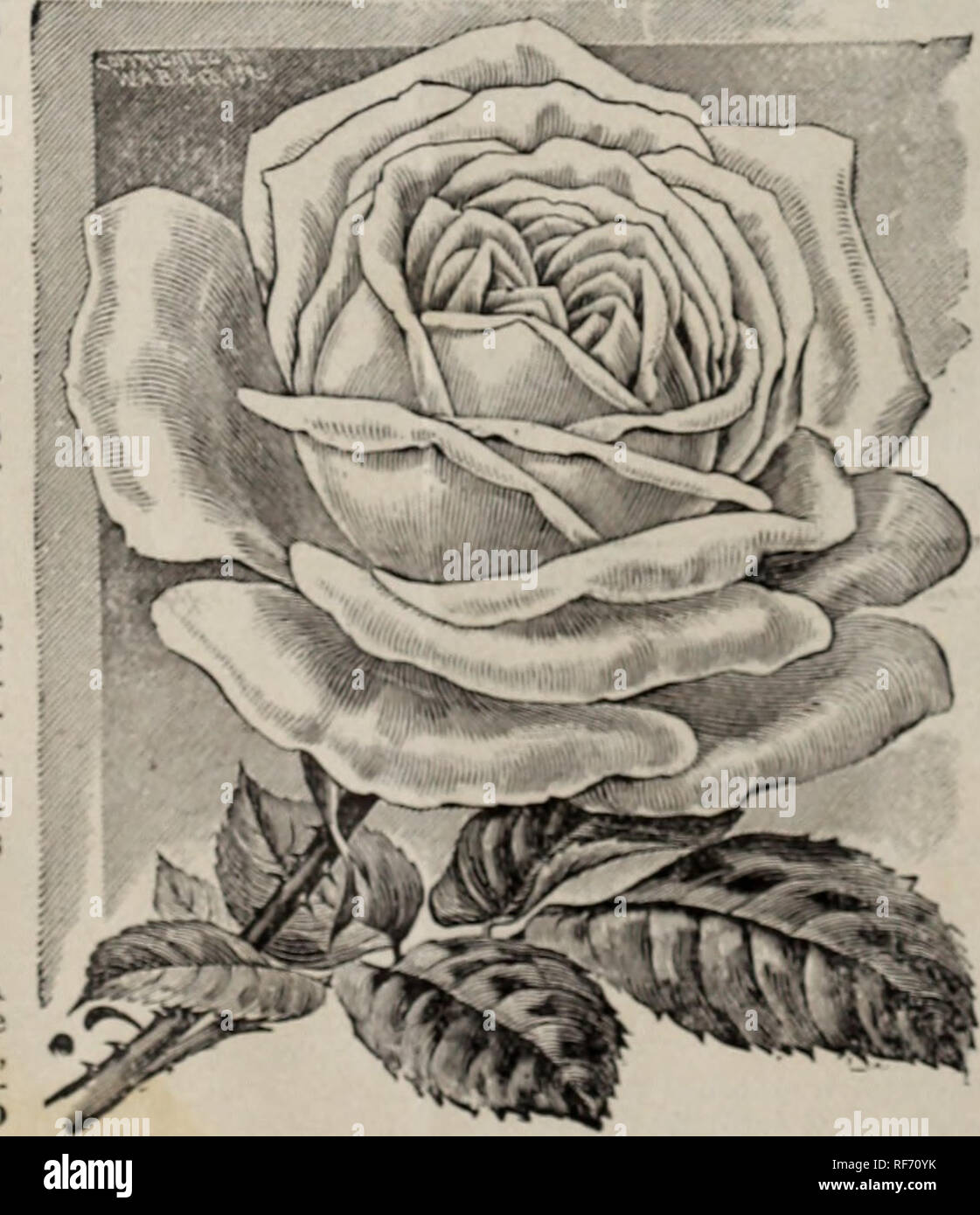 . 1902 trade list. Nursery stock Ohio Catalogs; Plants, Ornamental Catalogs; Roses Catalogs; Flowers Catalogs; Bulbs (Plants) Catalogs. 4 The Good &amp; Reese Company's Wholesale Trade List, 'The Best of L.nt %irs Xf.v Ro^fs—C 'ntinued. MADAME HUSSON A liu'lit oolored Rosewiili yellow Cfntt-r, like Minliuiie Caro- linr Kiister. only deeper imd richer, 75 centu per dozen; 85 per liuuflretl. PSYCHE, THE NEW RAMBLER ROSE. Kei-eivi'd tlie uwunl .'t iii.tU ol llie .^1 llorliciiltunil So citiyof England. Across buiwien Criin.M.u KuiiihUr and the I'olyantha Kose (JoMeii Fairy. In KTowih and liahit  Stock Photo