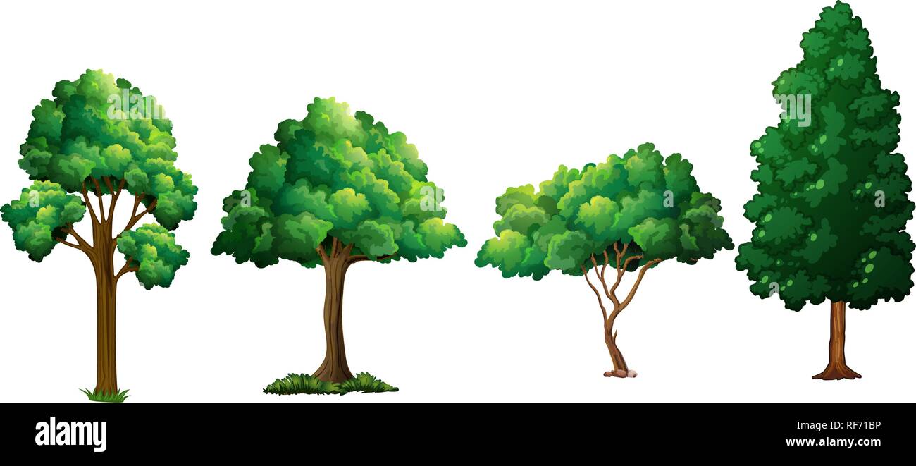 Set of different tree illustration Stock Vector Image & Art - Alamy