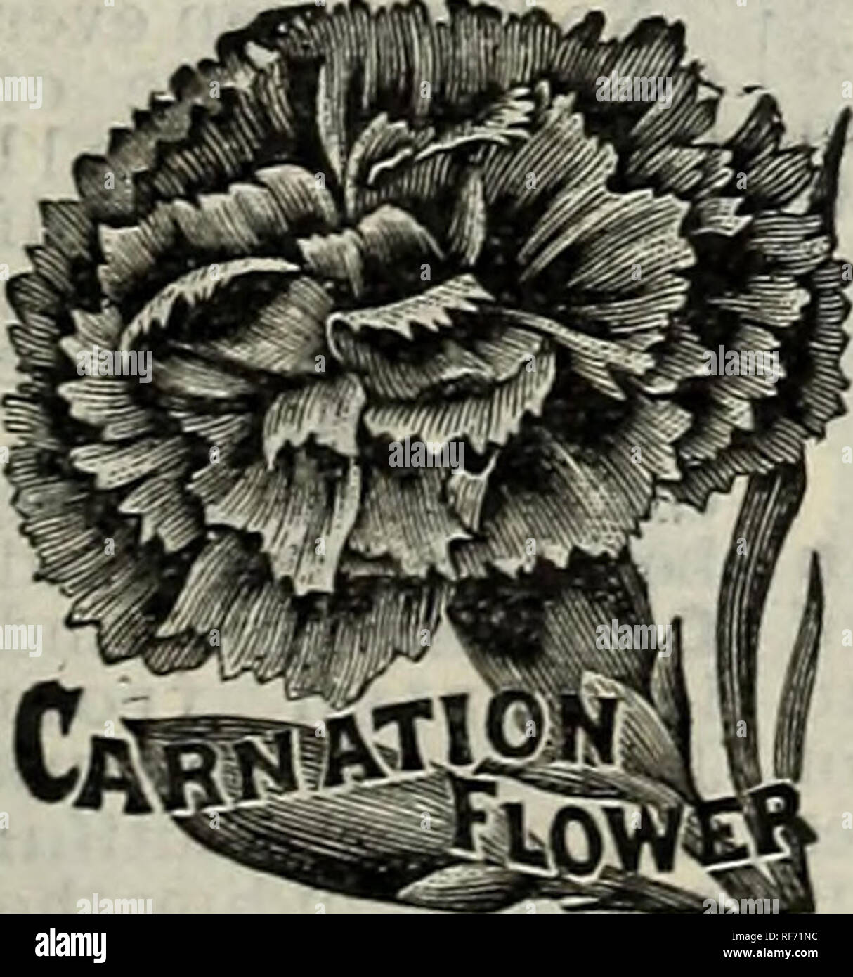 . Seeds, plants, bulbs, fruits. Nursery stock New York (State) Catalogs; Flowers Seeds Catalogs; Plants, Ornamental Catalogs. 'e&lt;w Gta.nt Imperial Centaurea* (Centaurea Imperialis.) This magnificent new Giant Centaurea is a rapid, easy- grower, soon making a large plant. The flower stems are long, the flowers large and very sweet scented. This new Centaurea, a cross between C. Moschata and Margaret, represents the best that has been produced in these beautiful summer-blooming plants. The bushes are about 4 feet high, of enormous dimensions and are covered with large, beautiful flowers of th Stock Photo