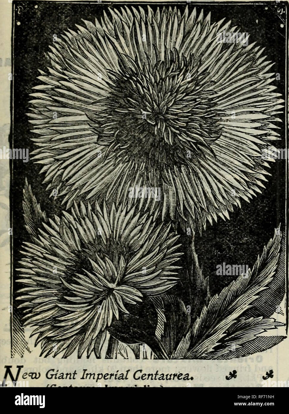 . Seeds, plants, bulbs, fruits. Nursery stock New York (State) Catalogs; Flowers Seeds Catalogs; Plants, Ornamental Catalogs. OLIVER H. DREW, HIBERNIA, NEW YORK. 26. 'e&lt;w Gta.nt Imperial Centaurea* (Centaurea Imperialis.) This magnificent new Giant Centaurea is a rapid, easy- grower, soon making a large plant. The flower stems are long, the flowers large and very sweet scented. This new Centaurea, a cross between C. Moschata and Margaret, represents the best that has been produced in these beautiful summer-blooming plants. The bushes are about 4 feet high, of enormous dimensions and are cov Stock Photo
