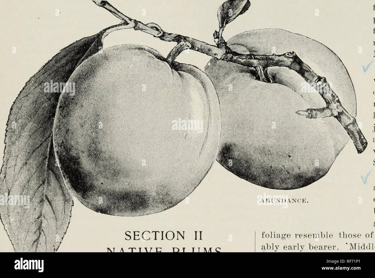. Handbook of fruit trees and plants. Nursery stock Pennsylvania West Chester Catalogs; Nurseries (Horticulture) Pennsylvania West Chester Catalogs; Fruit trees Seedlings Catalogs; Fruit Catalogs. SELECT LIST OF CHOICE FRUITS — PLUMS 19 Imperial Gage. Above raediuin, oval; pale green until fully ripe, when it is tinged with yellow; flesh greenish, juicy, melting, rich and fine flavored. Quality best; very prolific. Early September. Lombard. Medium, roundish oval; delicate violet- red, with a thin bloom; flesh yellow, juicy and agreeable, adhering to the stotie. Tree very vigor- ous, hardy and  Stock Photo