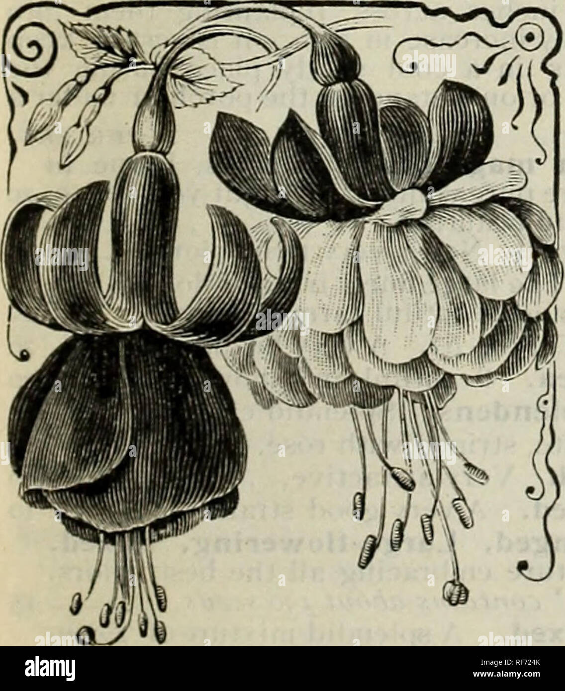 . Burpee's 1902 farm annual : vegetable, flower and farm seeds. Nursery stock Pennsylvania Philadelphia Catalogs; Vegetables Seeds Catalogs; Flowers Seeds Catalogs; Bulbs (Plants) Catalogs. CYCLAMEN PERSICUM. CYCLAMENS. Popular, free-flowering, bulbous plants for house culture, producing the graceful orchid-like flowers during the fall, winter, and spring. The young plants develop a compressed bulb from which spring the round glossy leaves and the slender flower-stalks which bear the brilliant- hued flowers, airily poised above the foliage. The colors range from pearly white to the darkest cri Stock Photo