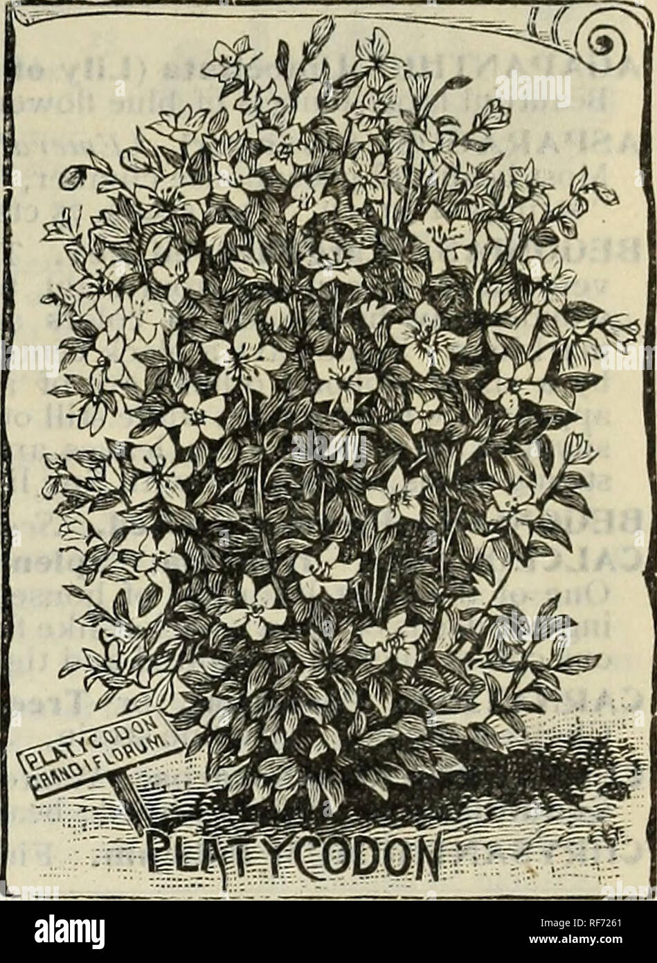 . Burpee's 1902 farm annual : vegetable, flower and farm seeds. Nursery stock Pennsylvania Philadelphia Catalogs; Vegetables Seeds Catalogs; Flowers Seeds Catalogs; Bulbs (Plants) Catalogs. PER PKT. PENSTEMON, Mixed. All varieties. Flowers re- semble gloxinias in shape; mottled in crimson, pink, blue, and white, 5 PRIMULA Auricula. Fine mixed, . 15 Elatior polyanthus. Choice mixed, 10 Vulgaris. The common wild English &quot;Primrose, 10 Chinensis. See Greenhouse Seeds, pag e 122. Obconica. See page 122. PYRETHRUM Parthenium, fl. pi. The double Feverfew, 10 Parthenifoli uni aureum. Golden Ieath Stock Photo