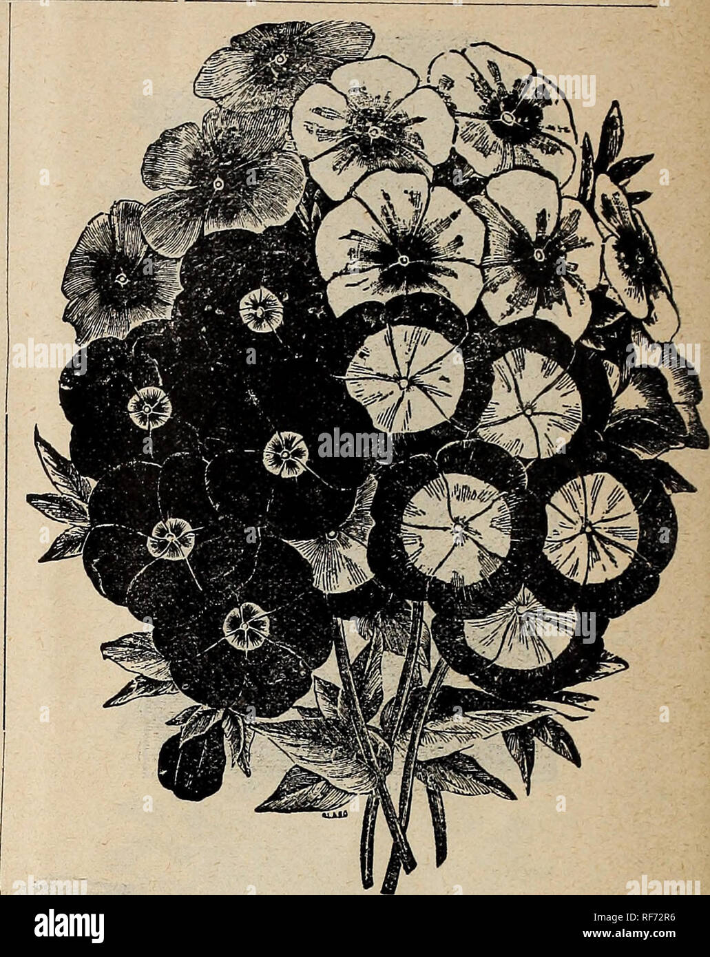 . Wm. Ewing &amp; Co.'s seed catalogue. Nursery stock Que?bec (Province) Montre?al Catalogs; Vegetables Seeds Catalogs; Grasses Seeds Catalogs; Flowers Seeds Catalogs; Plants, Ornamental Catalogs; Agricultural implements Catalogs. White Swan Poppy. No. 353, page 61. Petunia. Pkfcts. 322. Fine Mixed 5 323. Choice Mixed—Very fine .. .. 10 324- Hybrida Grandiflora—A mixture of the choicest single named sorts, producing all show flowers .. 25 325. Giants of California—Mixed Colors- • 25 Are often 4 and 5 ins. across and of every conceivable shade of crimson, pink, white, lavender, etc., with wide  Stock Photo